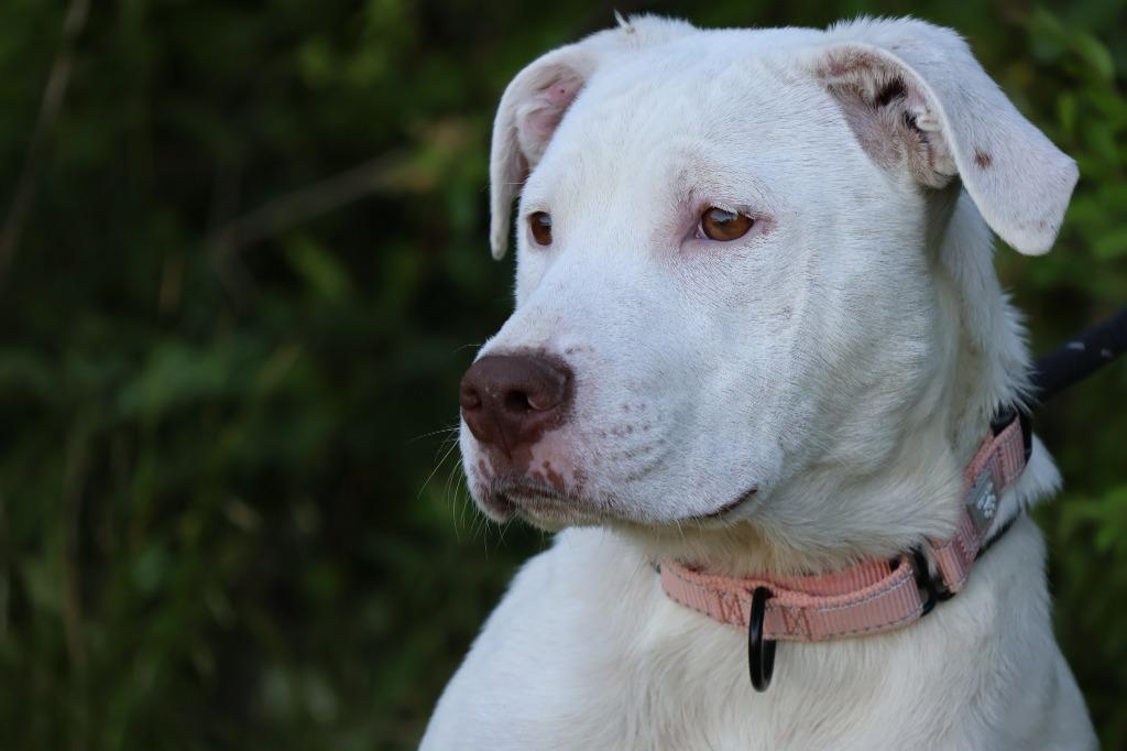 Enlarge Sunnie, a Adoptable mixed breed in Columbia, TN image 3/5