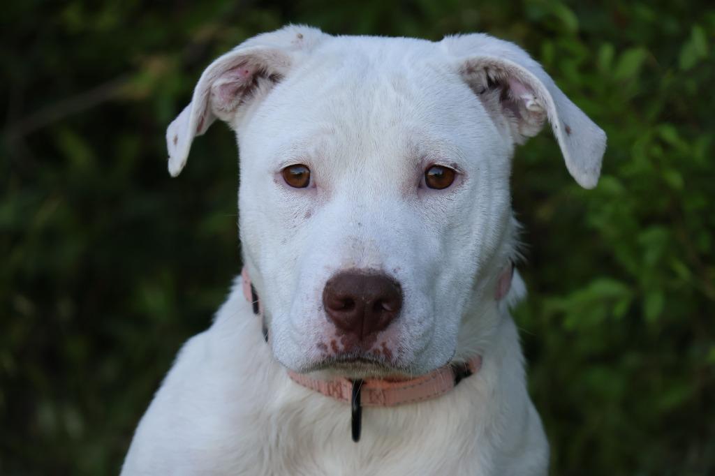 Enlarge Sunnie, a Adoptable mixed breed in Columbia, TN image 4/5
