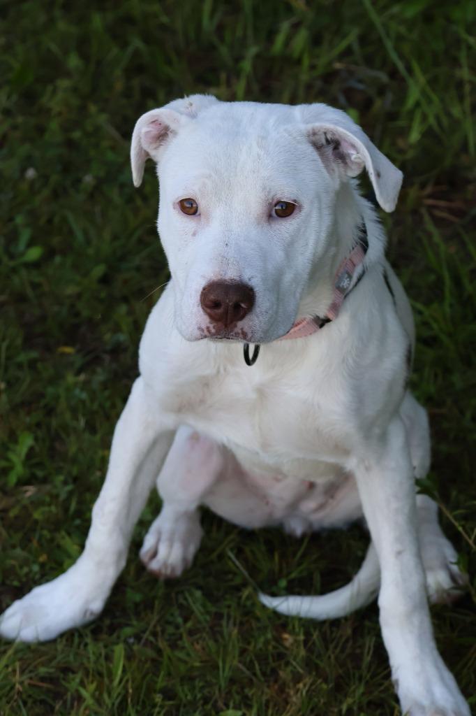 Enlarge Sunnie, a Adoptable mixed breed in Columbia, TN image 5/5