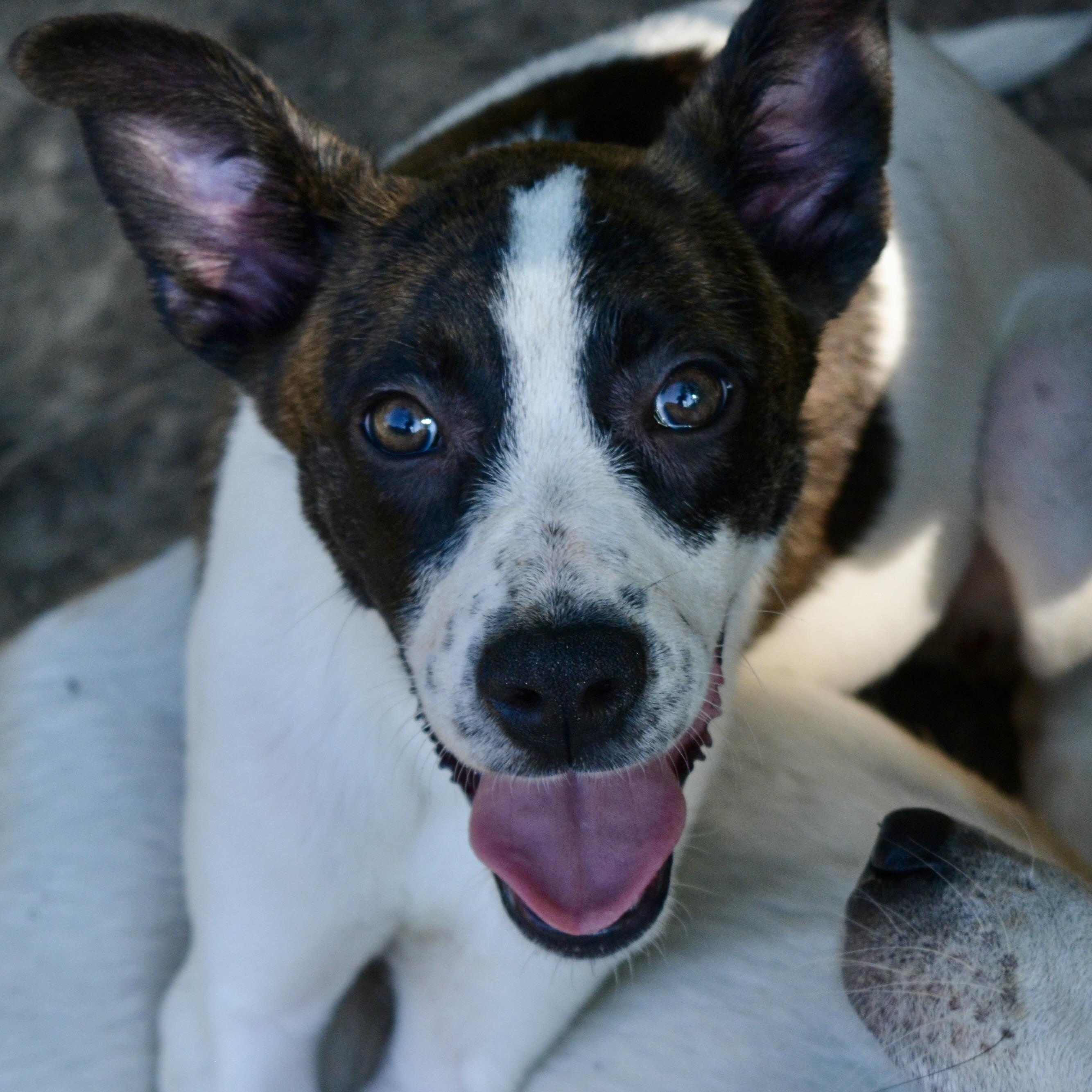 Chip, a Adoptable mixed breed in Pelham, AL image 3/5
