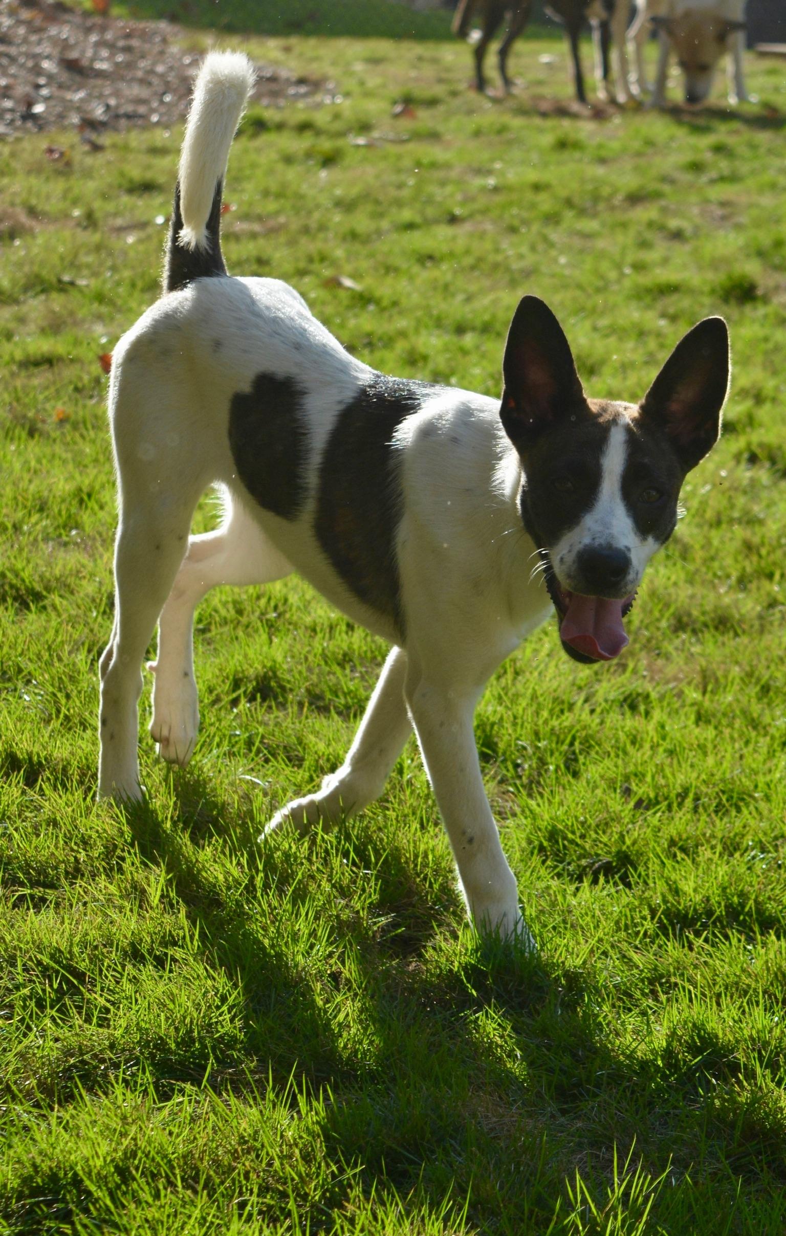 Chip, a Adoptable mixed breed in Pelham, AL image 2/5