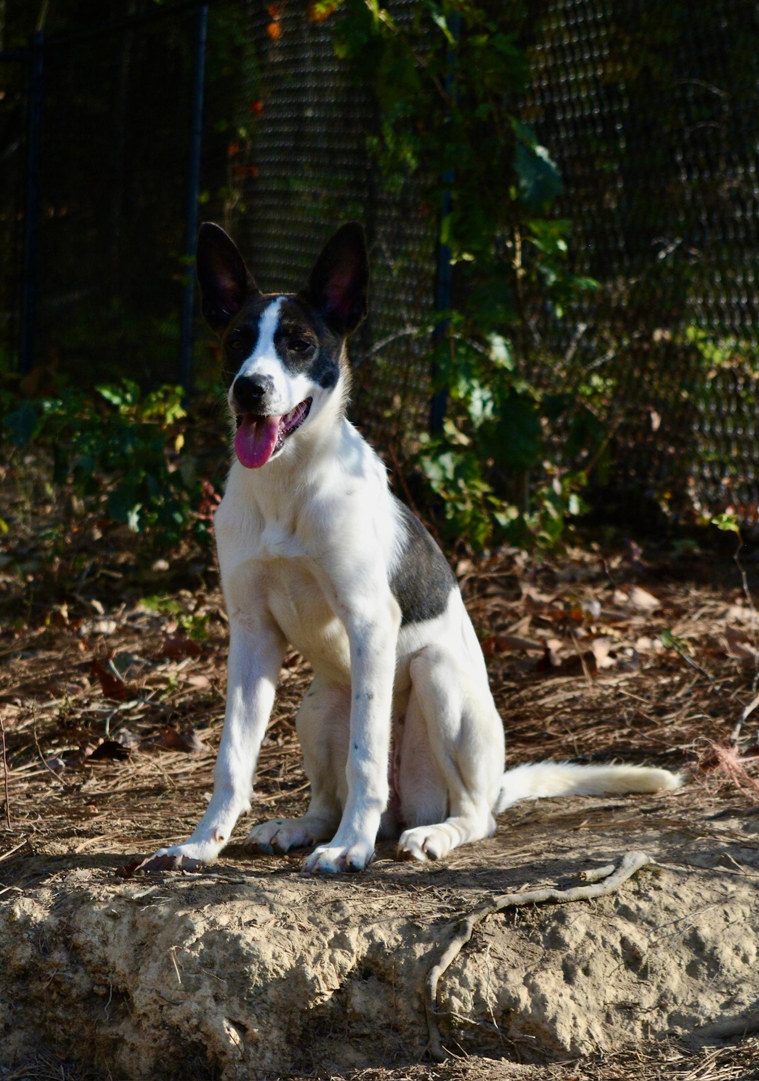 Chip, Adoptable, Young Female Labrador Retriever & Shepherd.