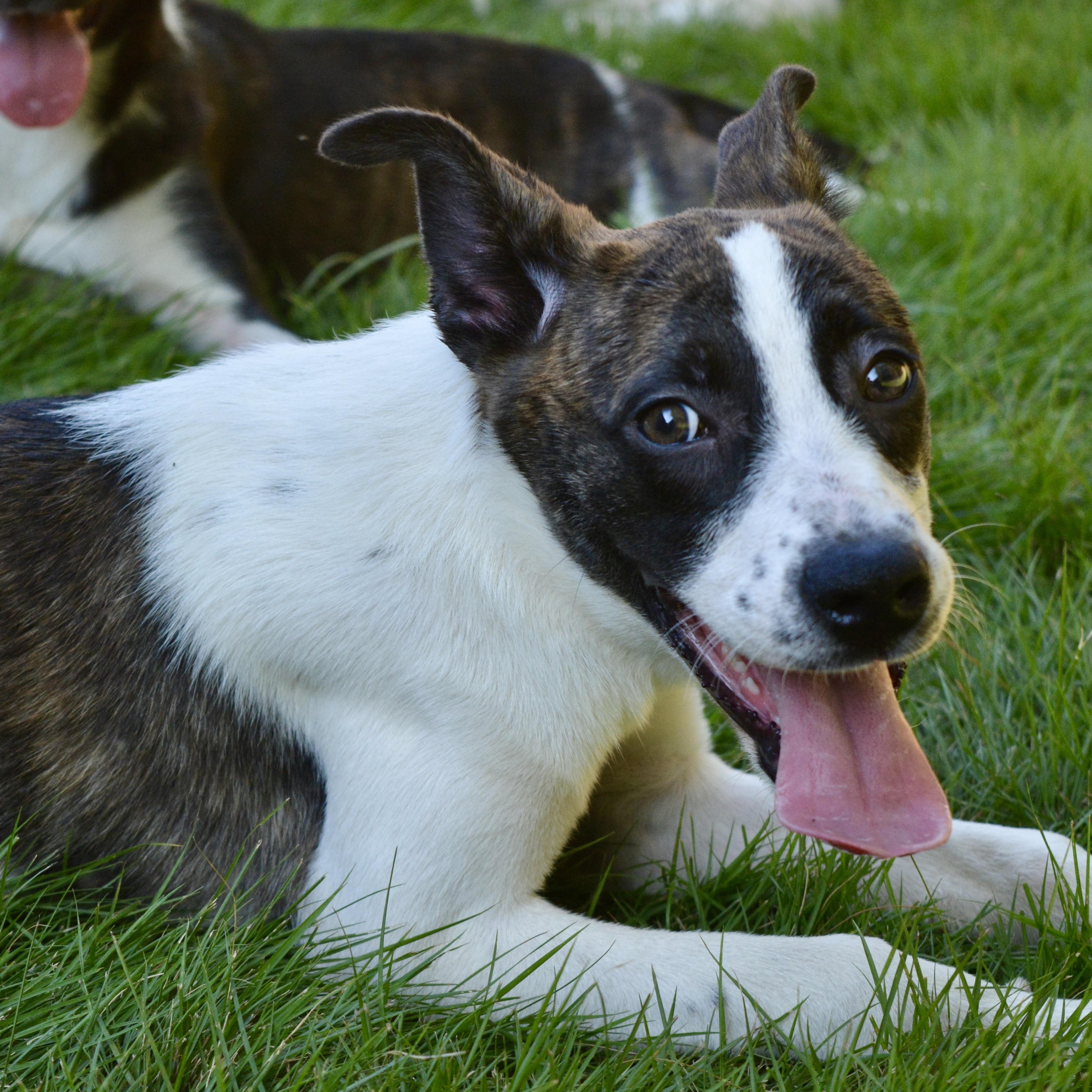 Chip, a Adoptable mixed breed in Pelham, AL image 4/5