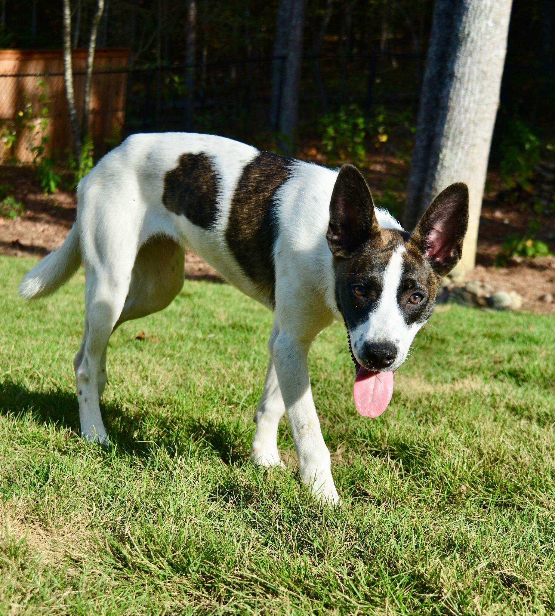 Chip, a Adoptable mixed breed in Pelham, AL image 5/5