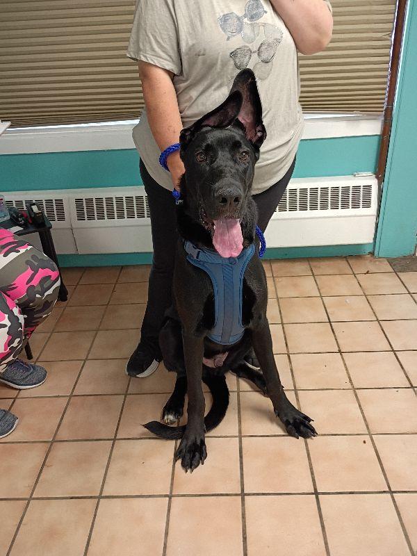 Hermie, Adoptable, Young Male Great Dane.