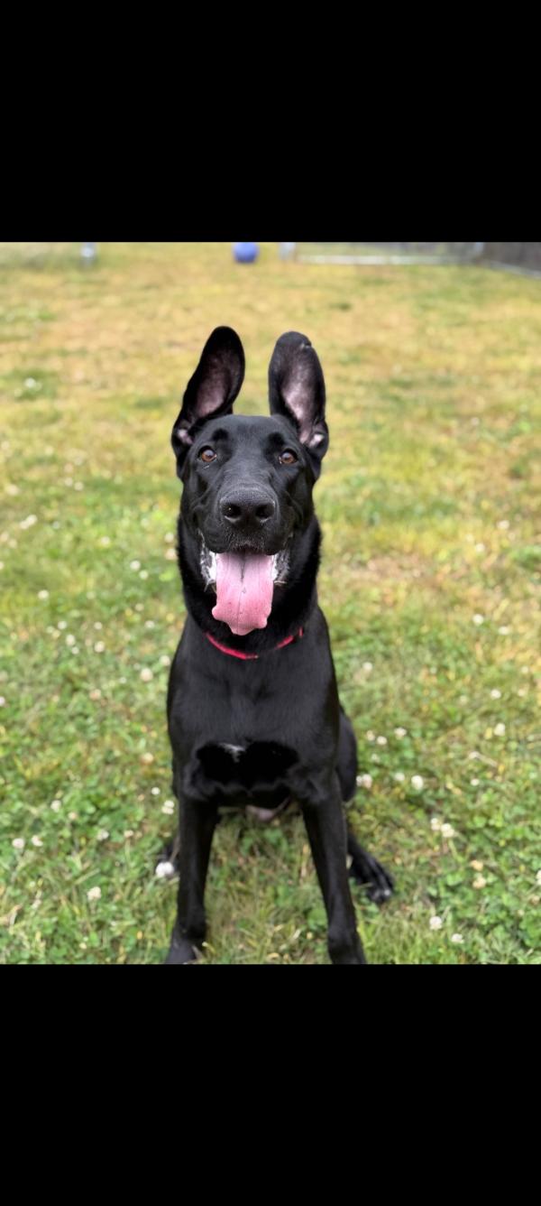 Enlarge Hermie, a Adoptable Great Dane in Albany, NY image 2/2