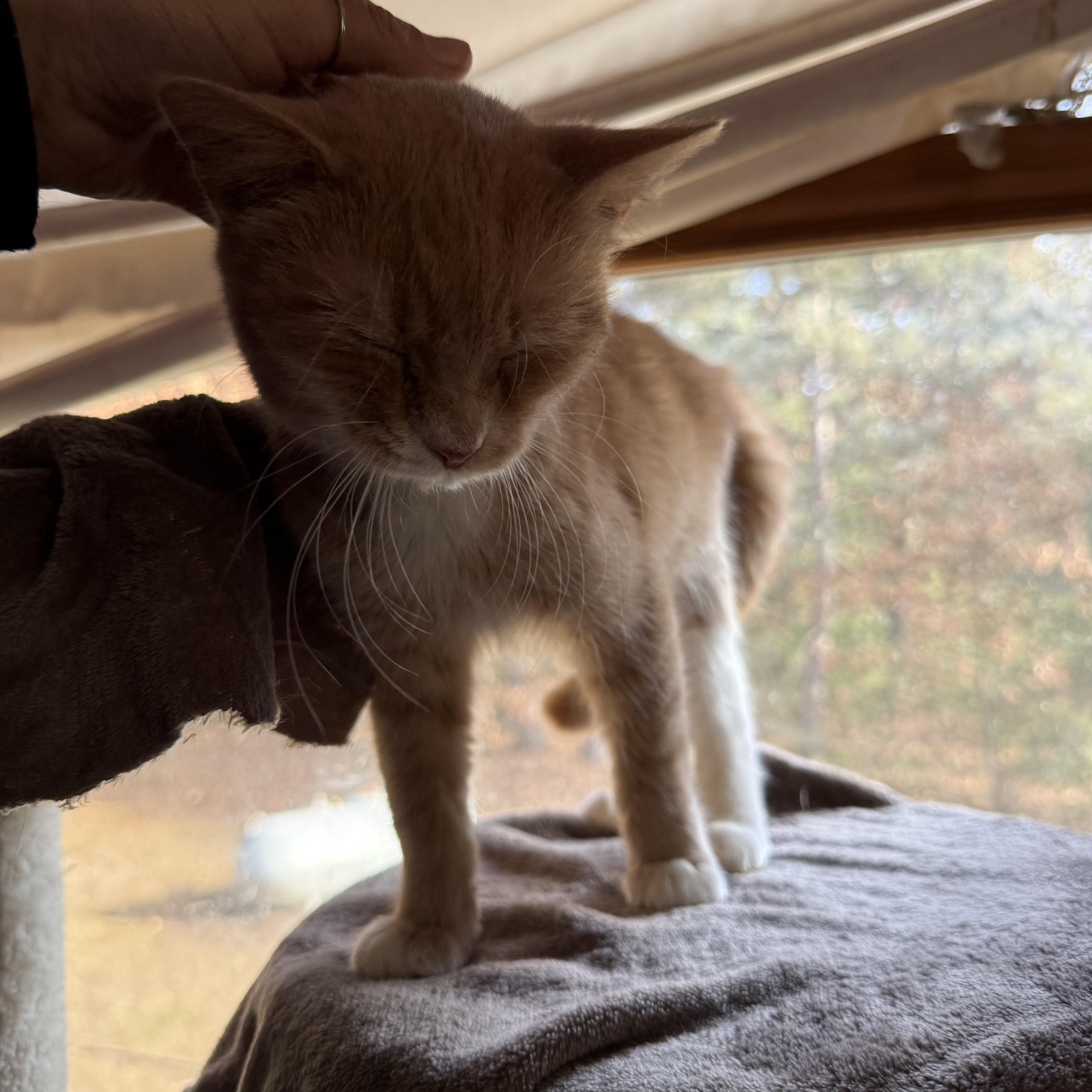 Strawberry, a ADOPTABLE Domestic Short Hair in Lone rock, WI image 3/3