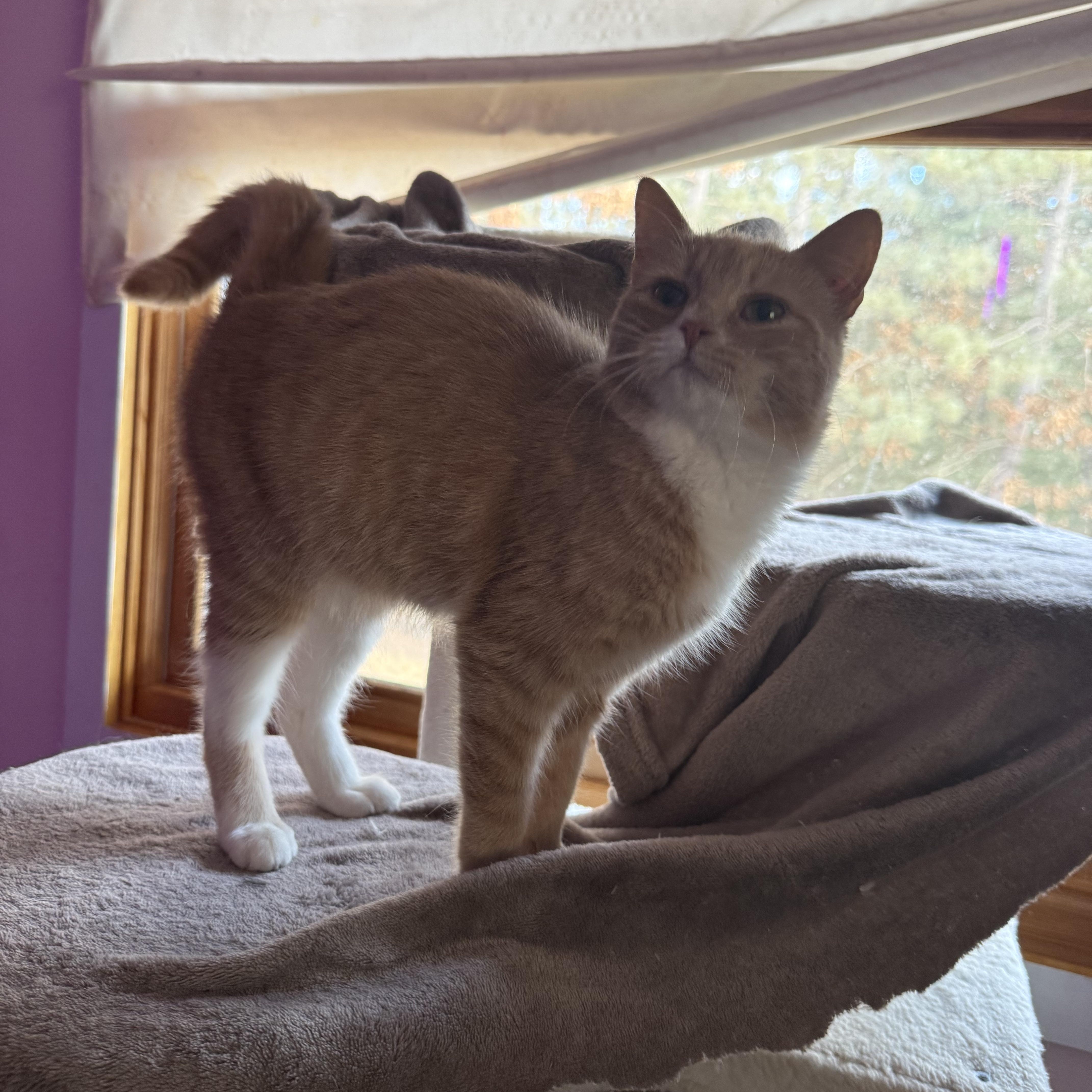 Strawberry, a ADOPTABLE Domestic Short Hair in Lone rock, WI image 1/3