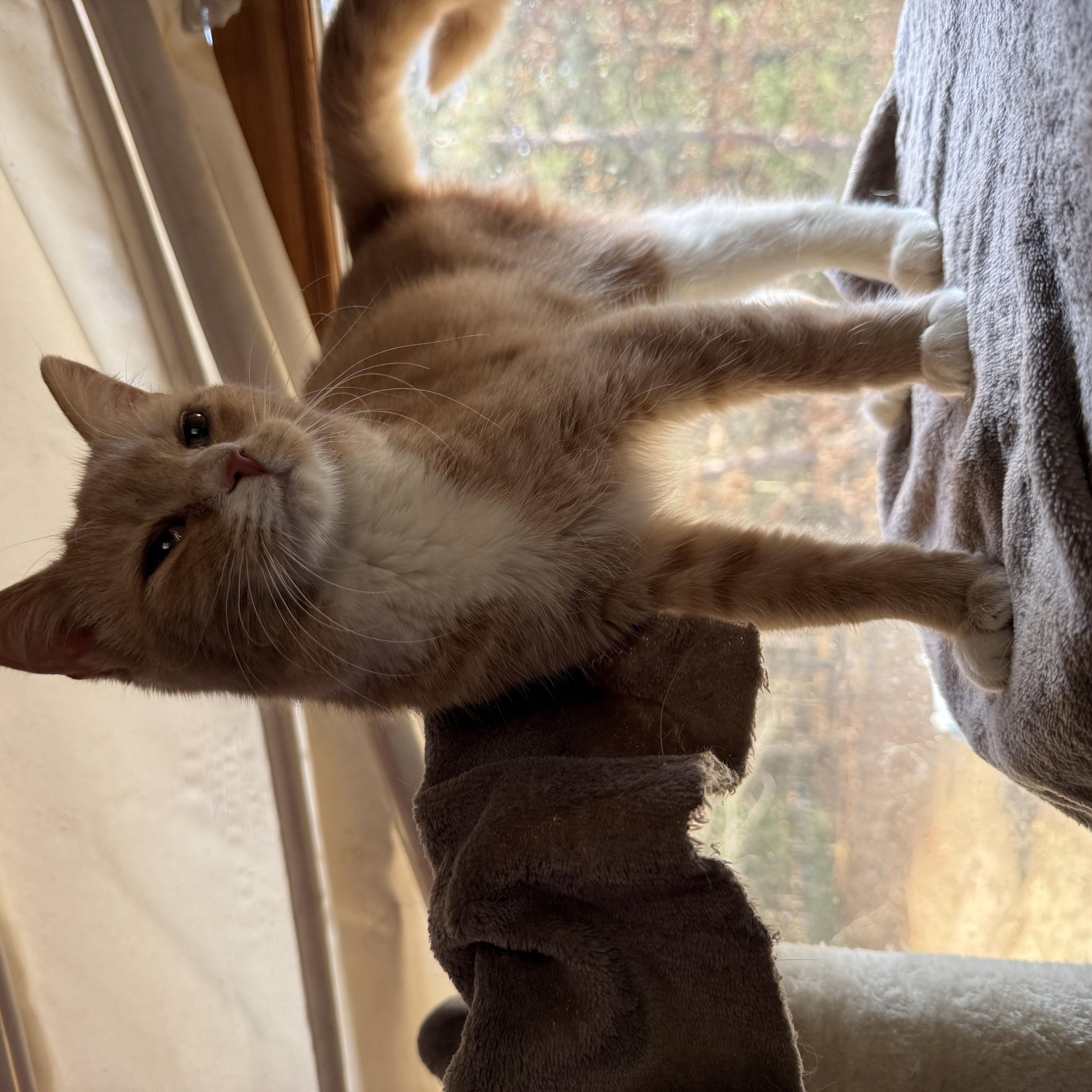 Strawberry, a ADOPTABLE Domestic Short Hair in Lone rock, WI image 2/3