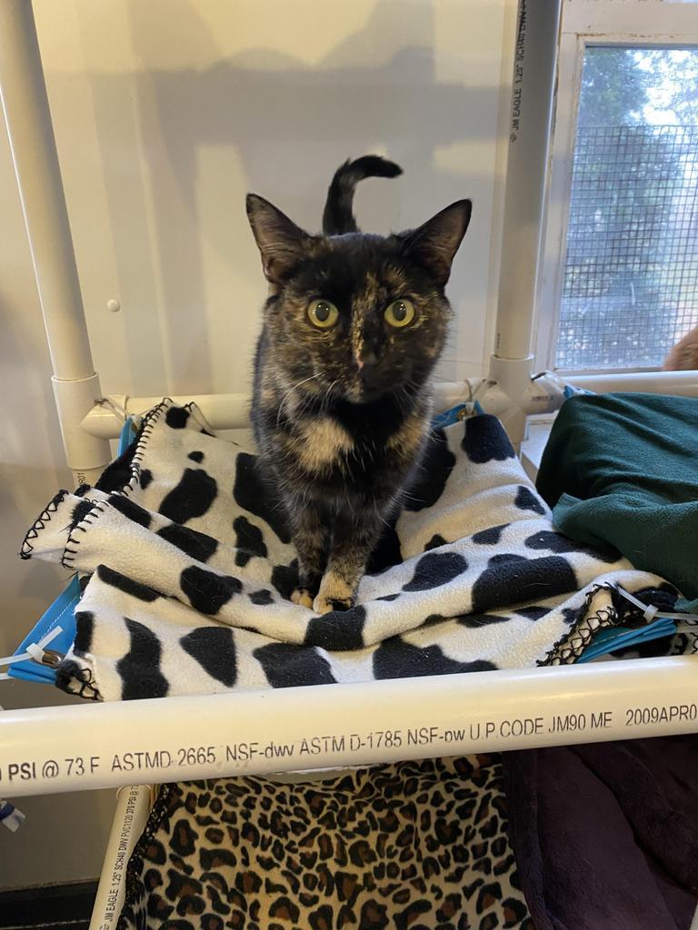 Enlarge Norma, a Adoptable mixed breed in Bourbonnais, IL image 1/1