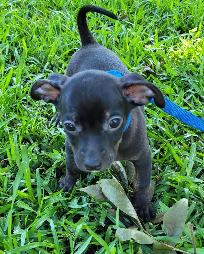 Enlarge Theodore, a Adoptable mixed breed in Fond Du Lac, WI image 1/4