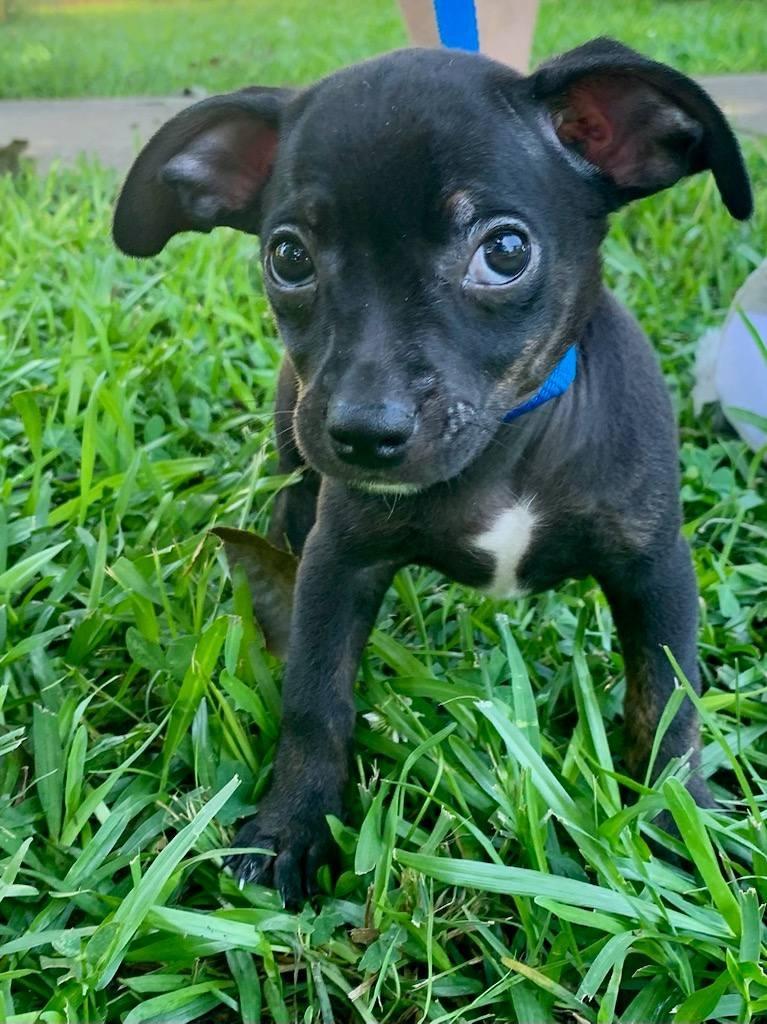 Enlarge Theodore, a Adoptable mixed breed in Fond Du Lac, WI image 2/4