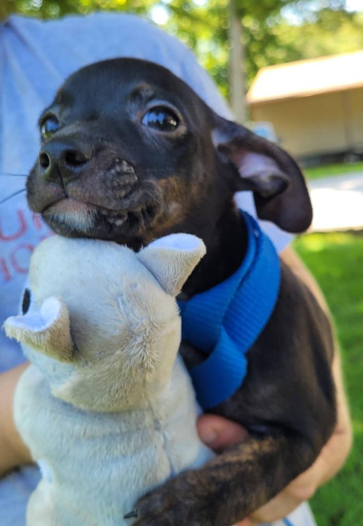 Enlarge Theodore, a Adoptable mixed breed in Fond Du Lac, WI image 3/4