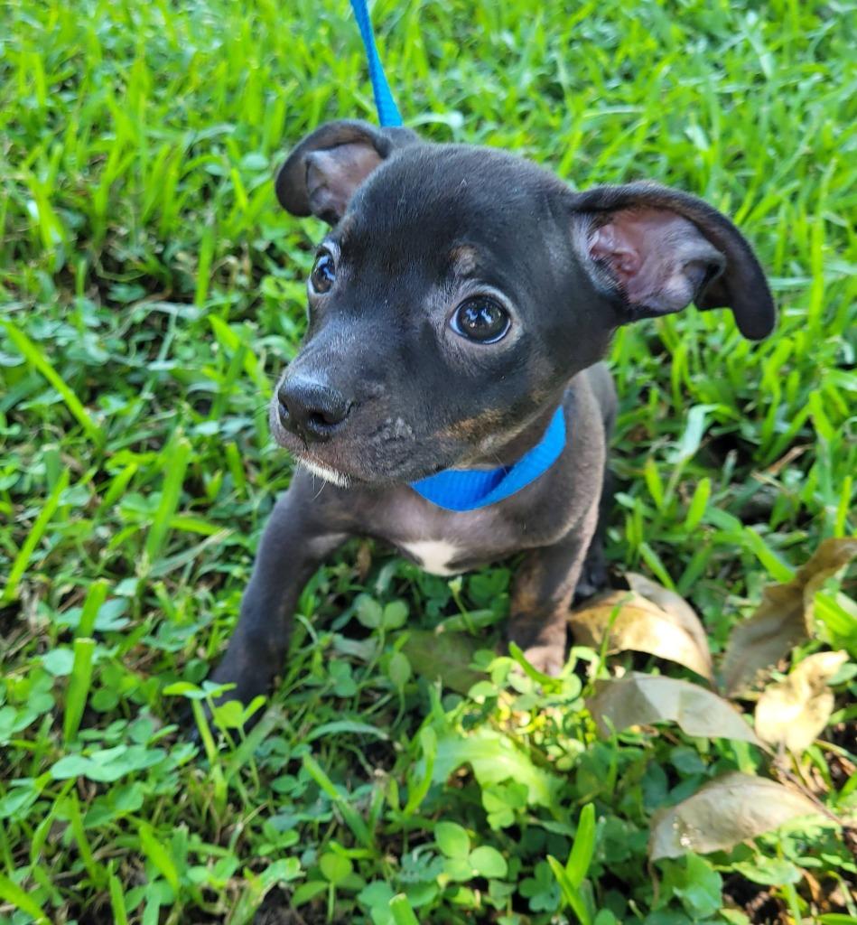 Enlarge Theodore, a Adoptable mixed breed in Fond Du Lac, WI image 4/4