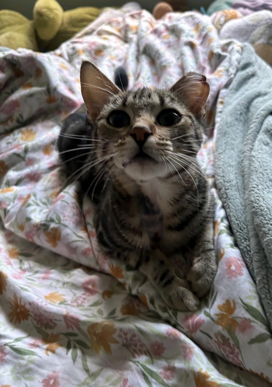 Enlarge Eliza/Liza, a Adoptable Domestic Short Hair in Reno, NV image 3/3