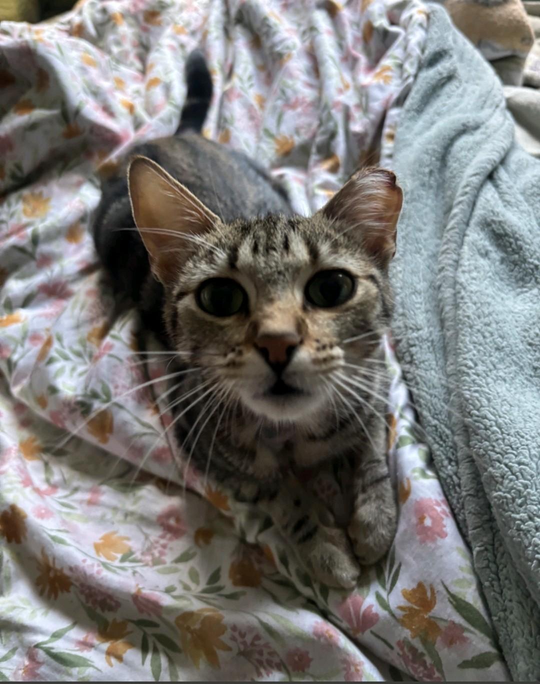 Enlarge Eliza/Liza, a Adoptable Domestic Short Hair in Reno, NV image 2/3