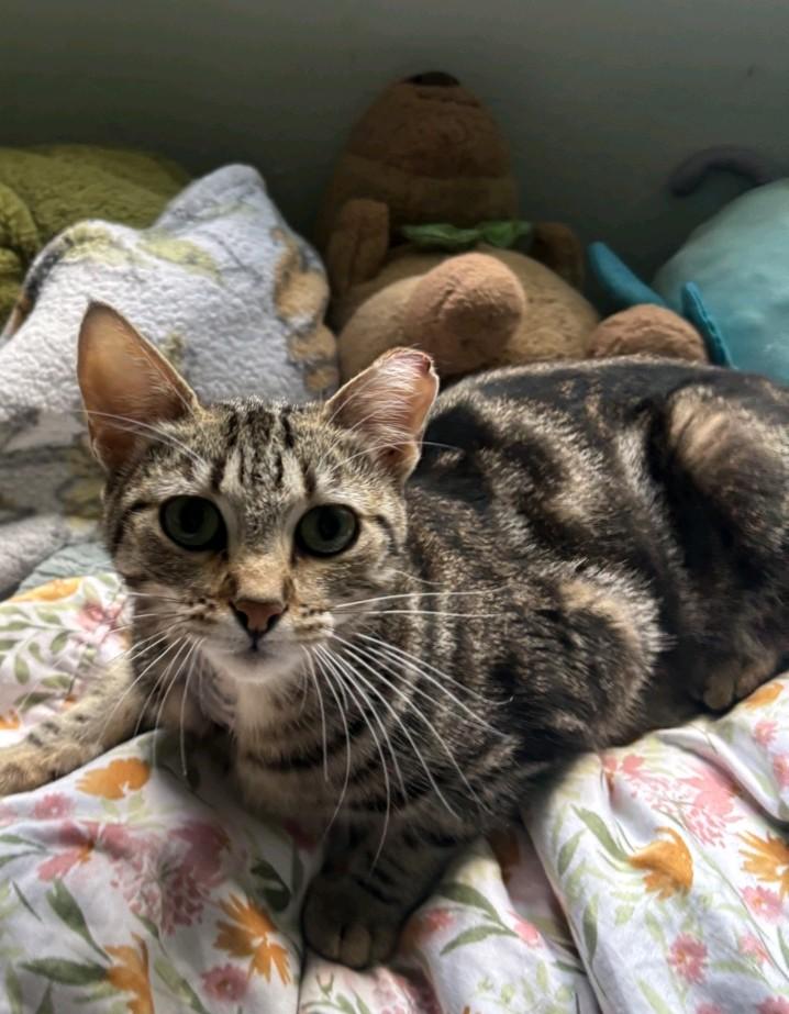 Eliza/Liza, Adoptable, Kitten Female Domestic Short Hair.