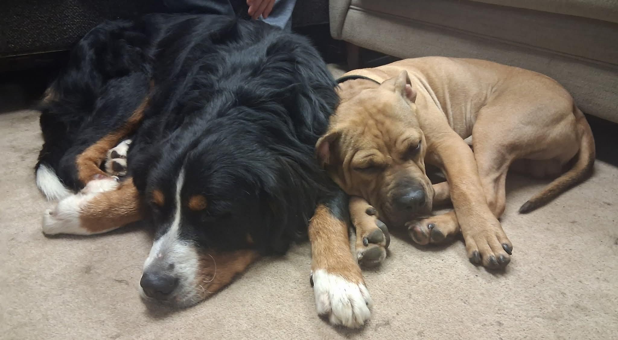 Cronus, a Adoptable mixed breed in Claridge, PA image 1/6