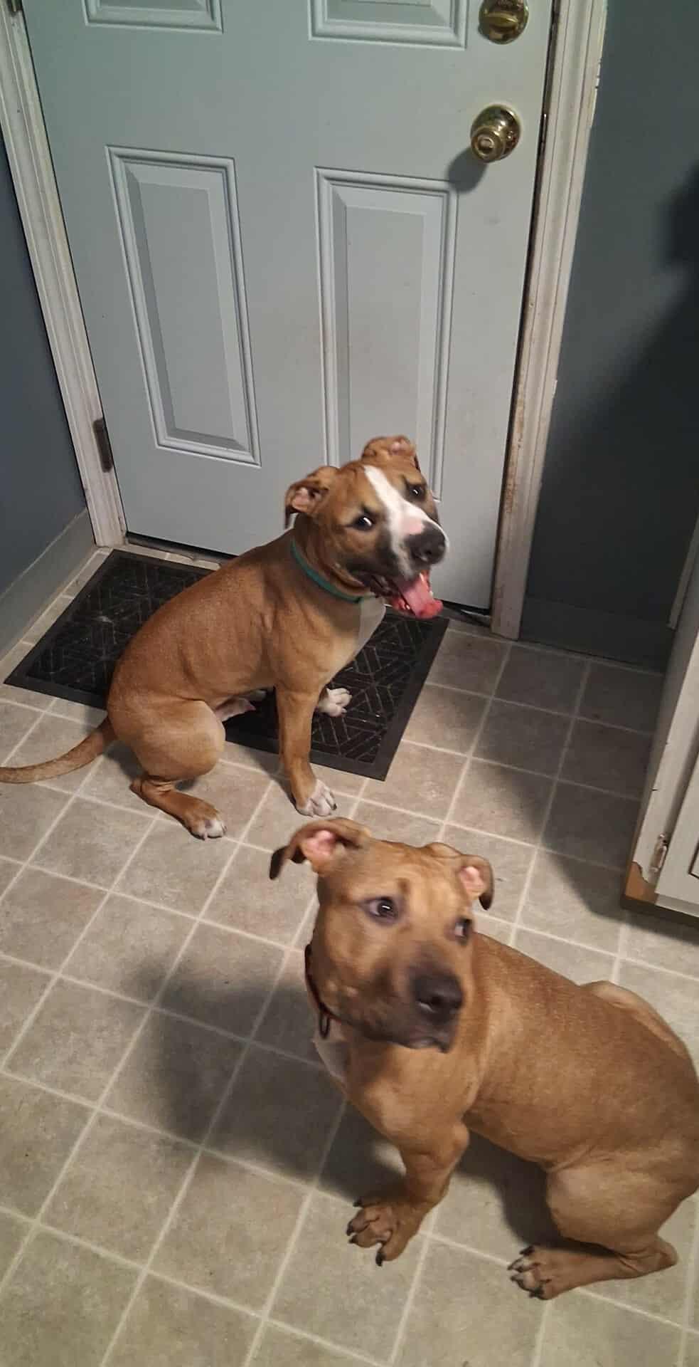 Cronus, a Adoptable mixed breed in Claridge, PA image 6/6