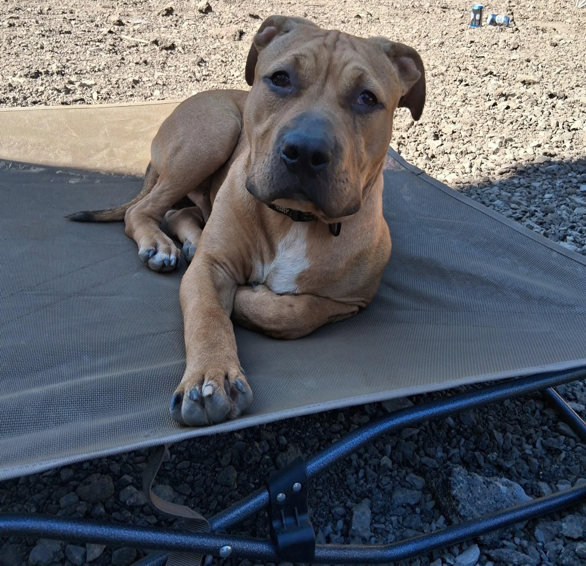 Cronus, a Adoptable mixed breed in Claridge, PA image 4/6