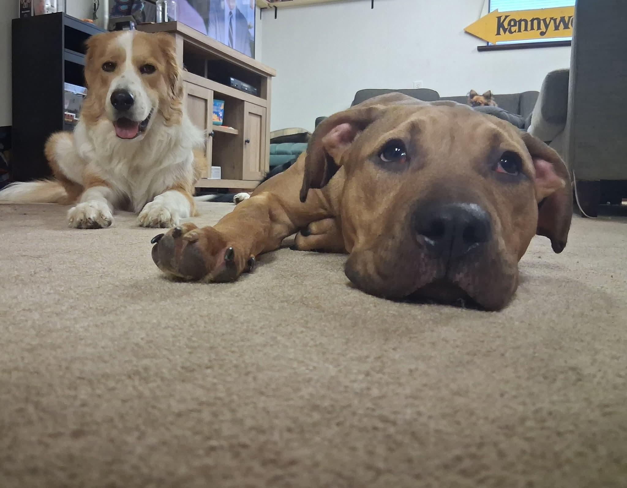 Cronus, a Adoptable mixed breed in Claridge, PA image 3/6