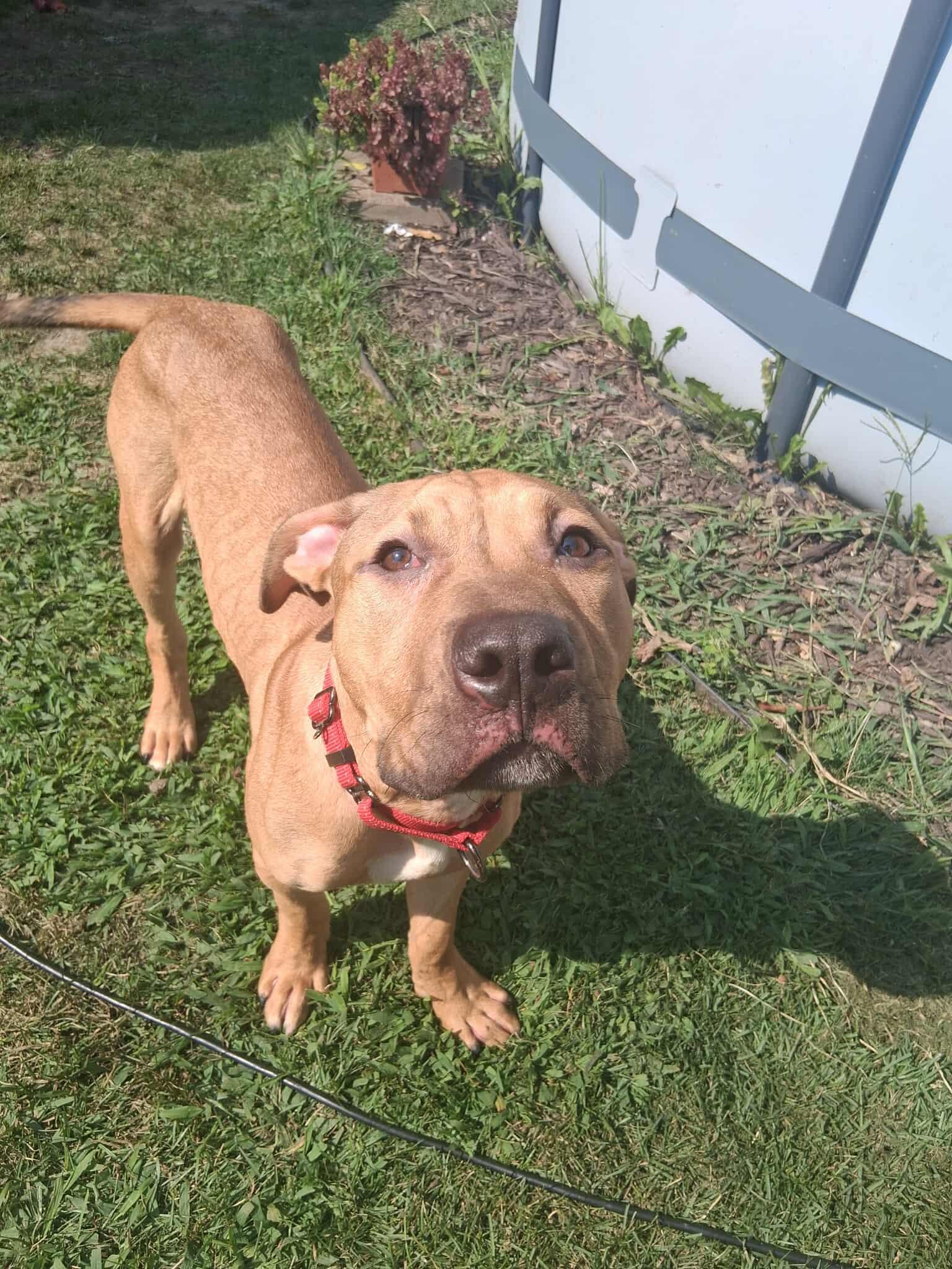 Cronus, Adoptable, Young Male American Staffordshire Terrier & Boxer.