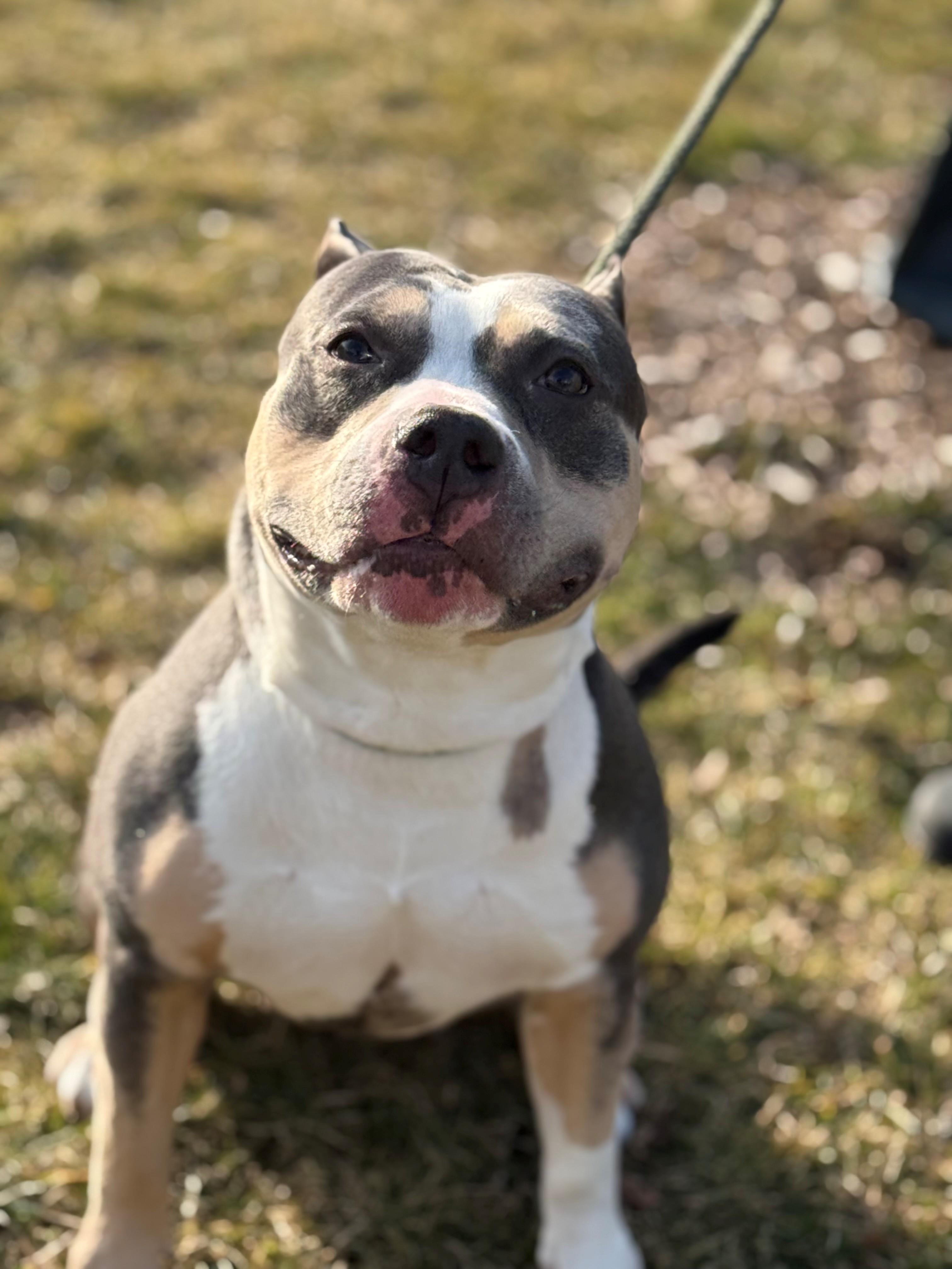 Enlarge Jade, an adopted mixed breed in Hamilton, ON image 1/6