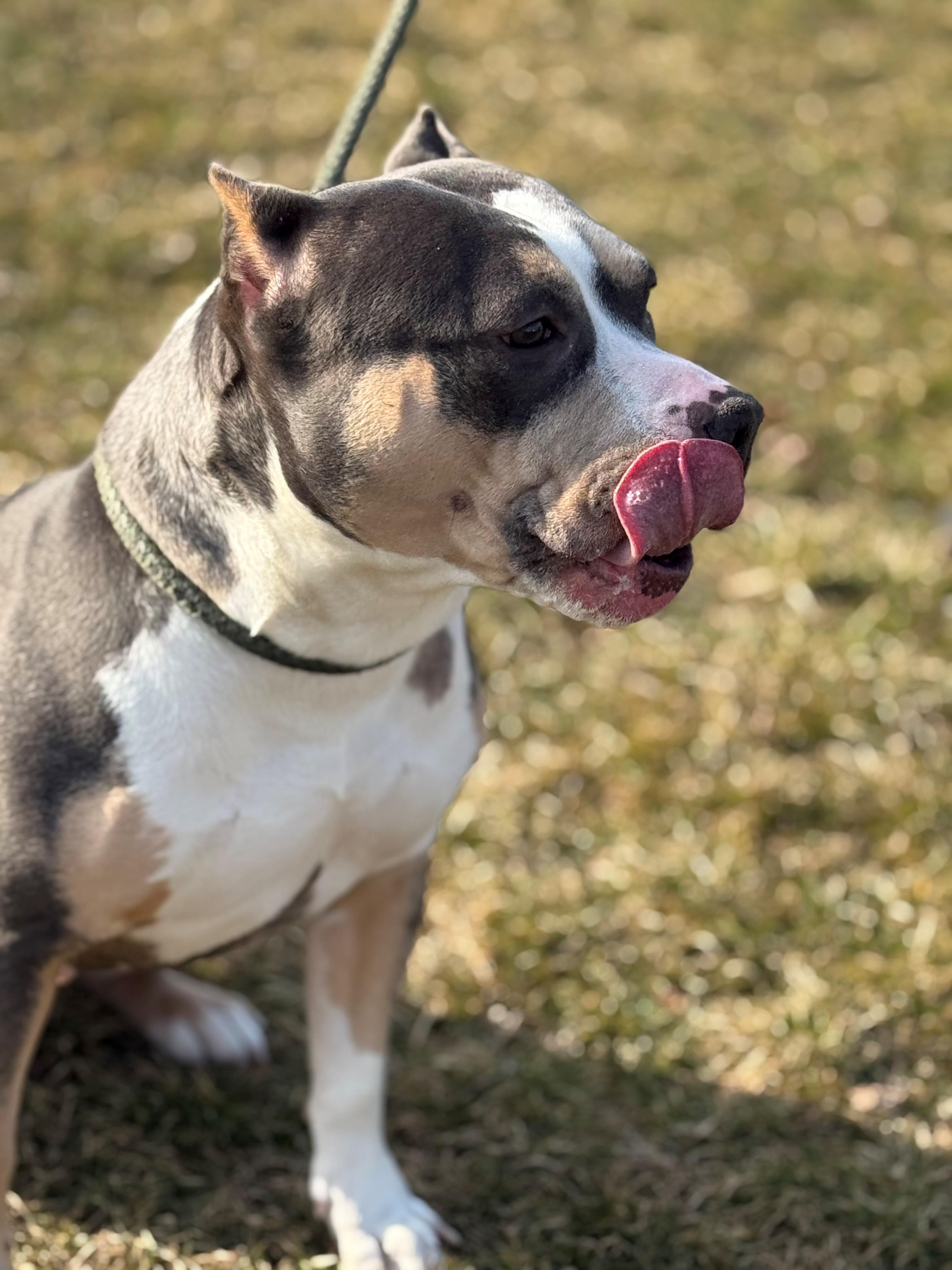 Enlarge Jade, an adopted mixed breed in Hamilton, ON image 3/6