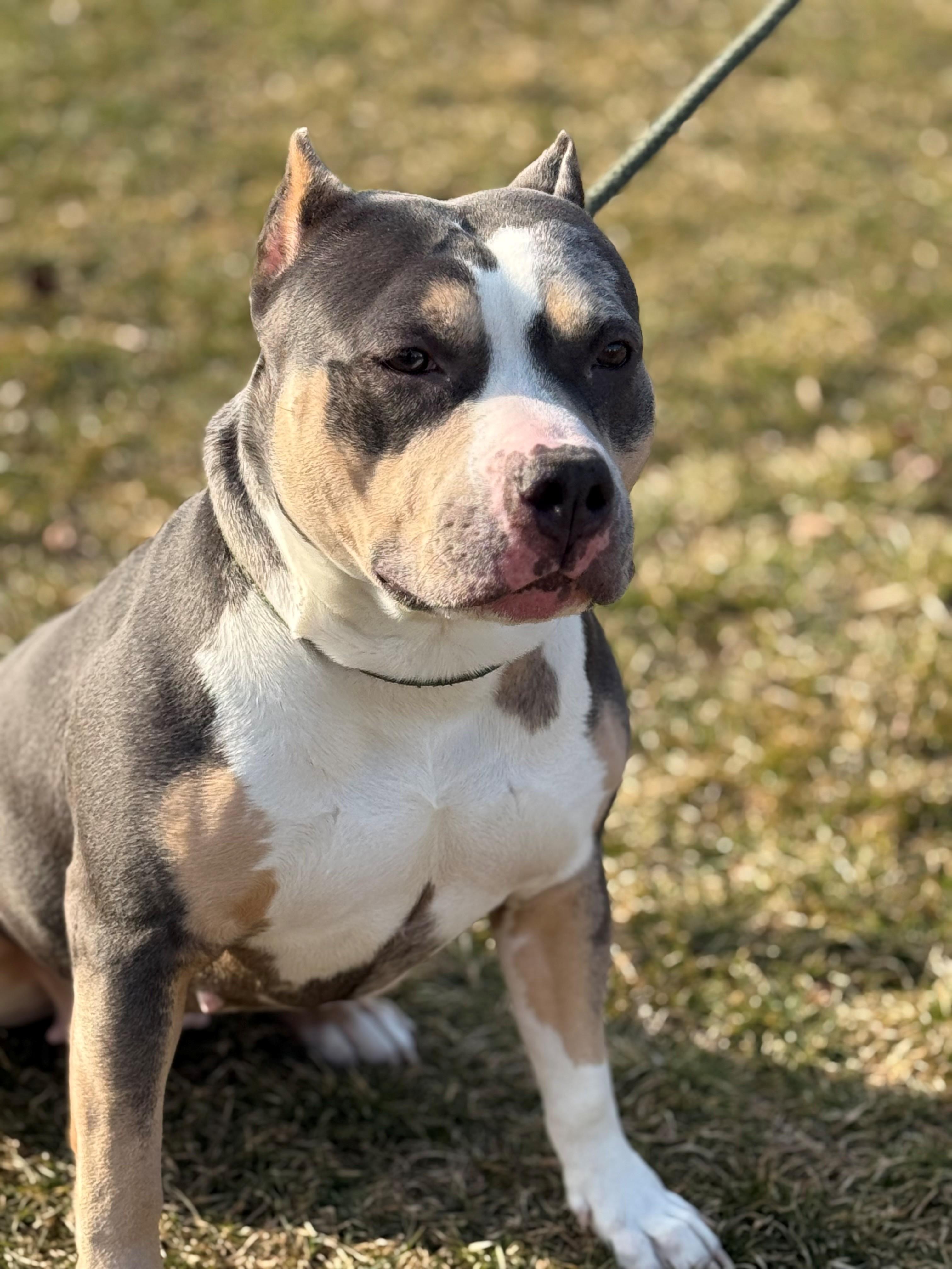 Enlarge Jade, an adopted mixed breed in Hamilton, ON image 6/6