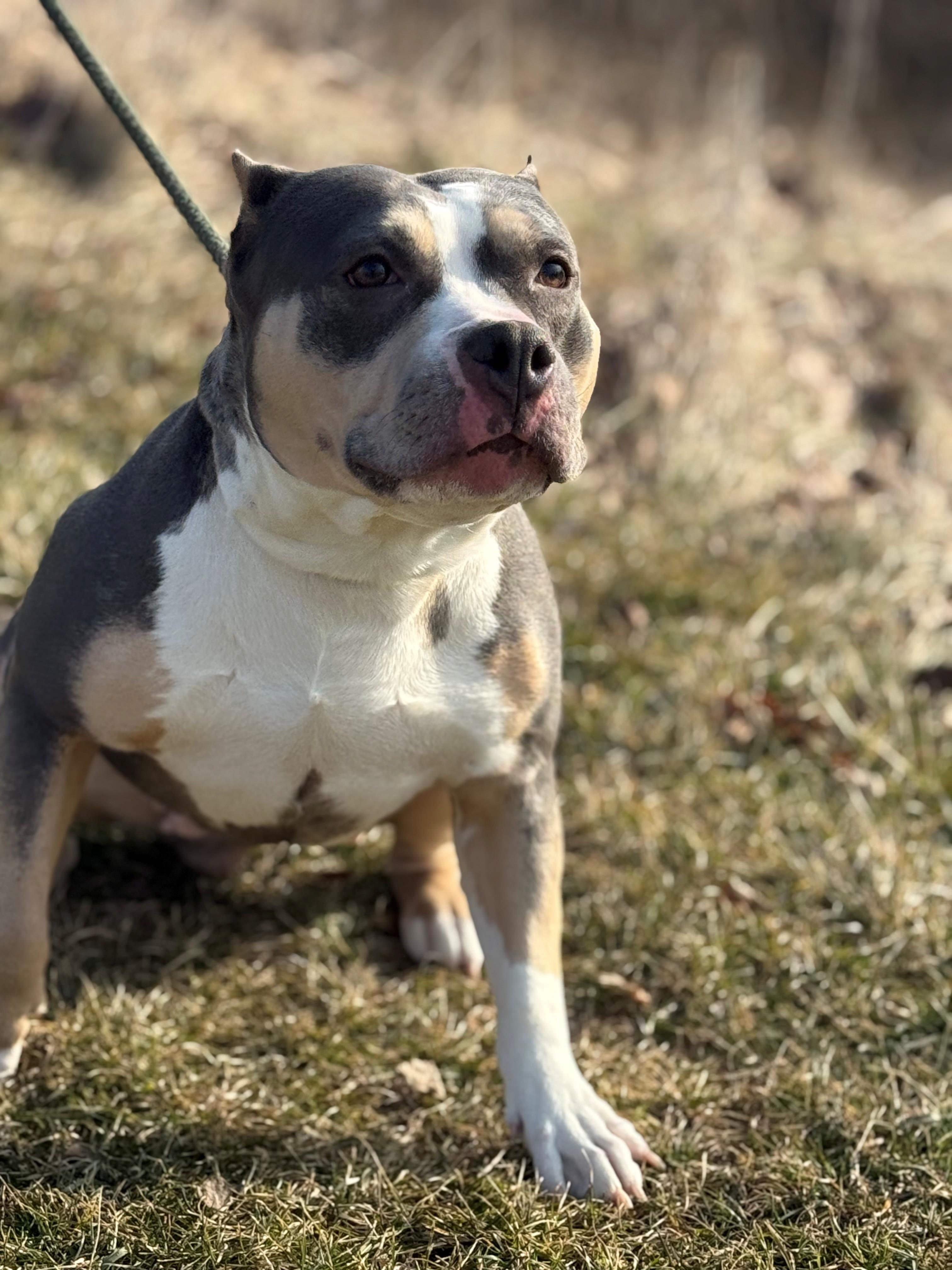 Enlarge Jade, an adopted mixed breed in Hamilton, ON image 4/6