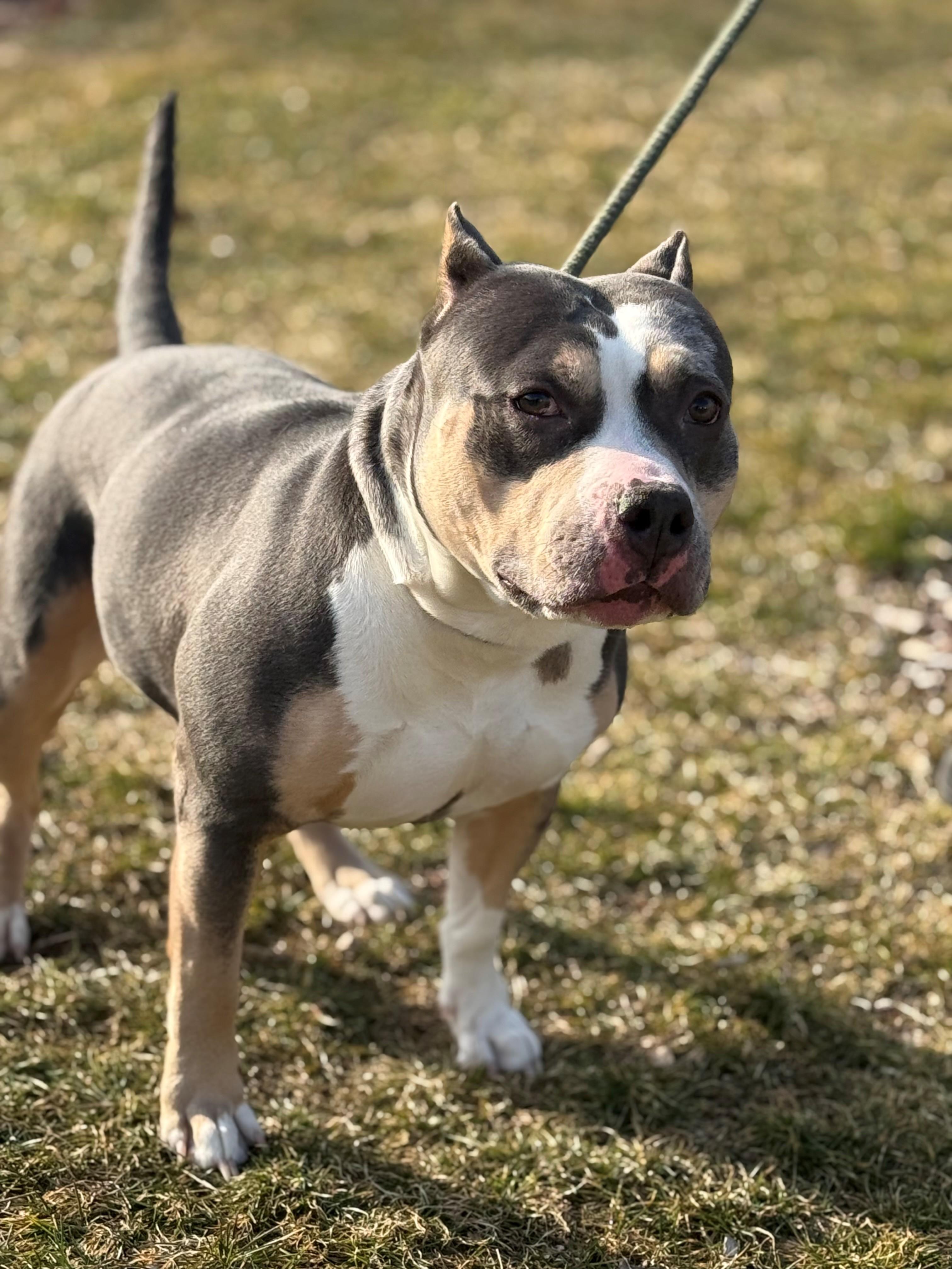 Enlarge Jade, an adopted mixed breed in Hamilton, ON image 2/6