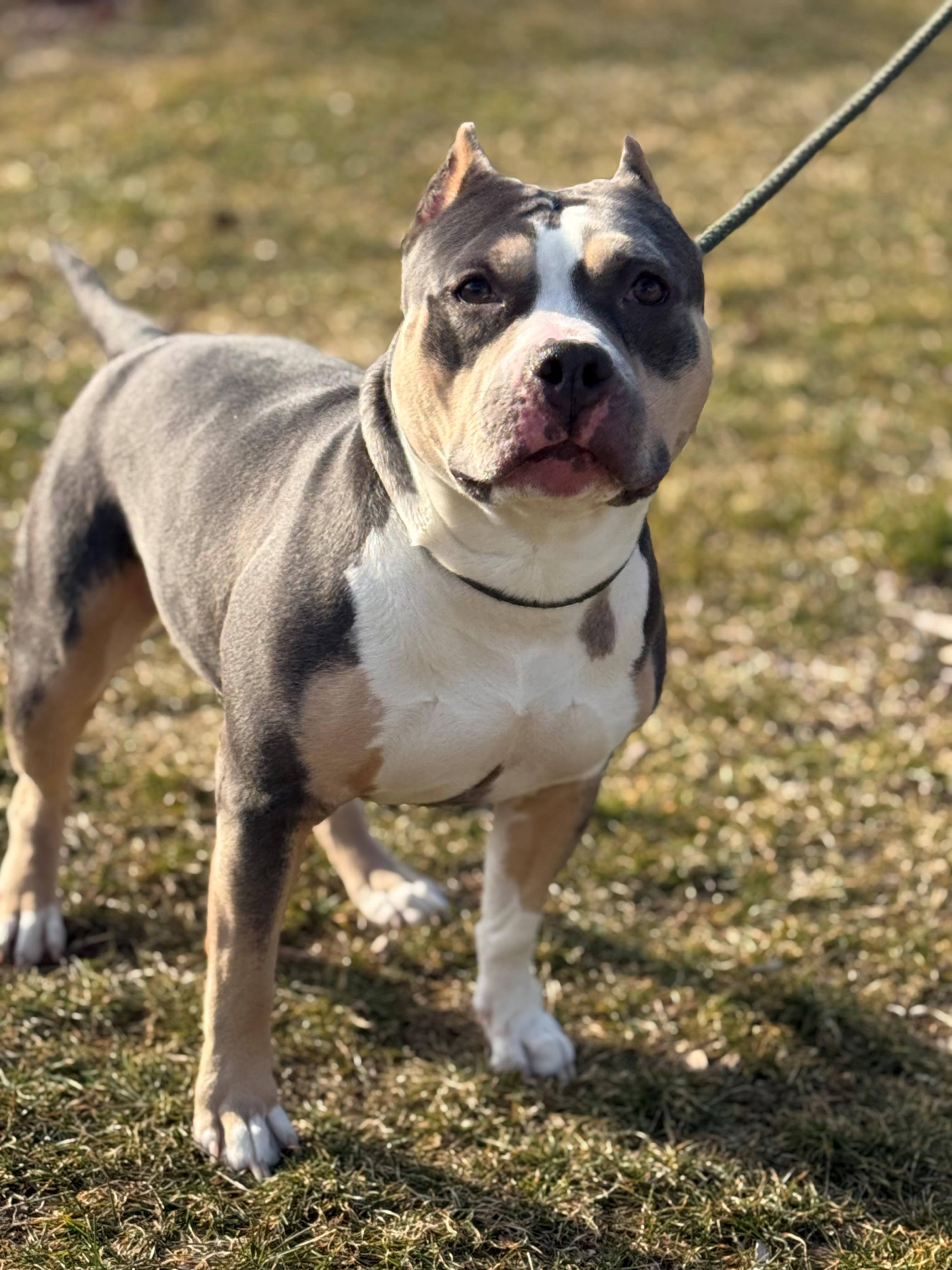 Enlarge Jade, an adopted mixed breed in Hamilton, ON image 5/6