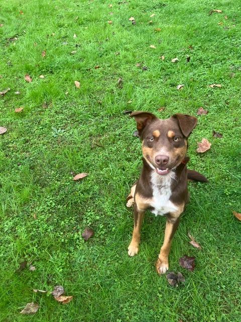 Almond Joy, Adoptable, Adult Male Collie & Mixed Breed.