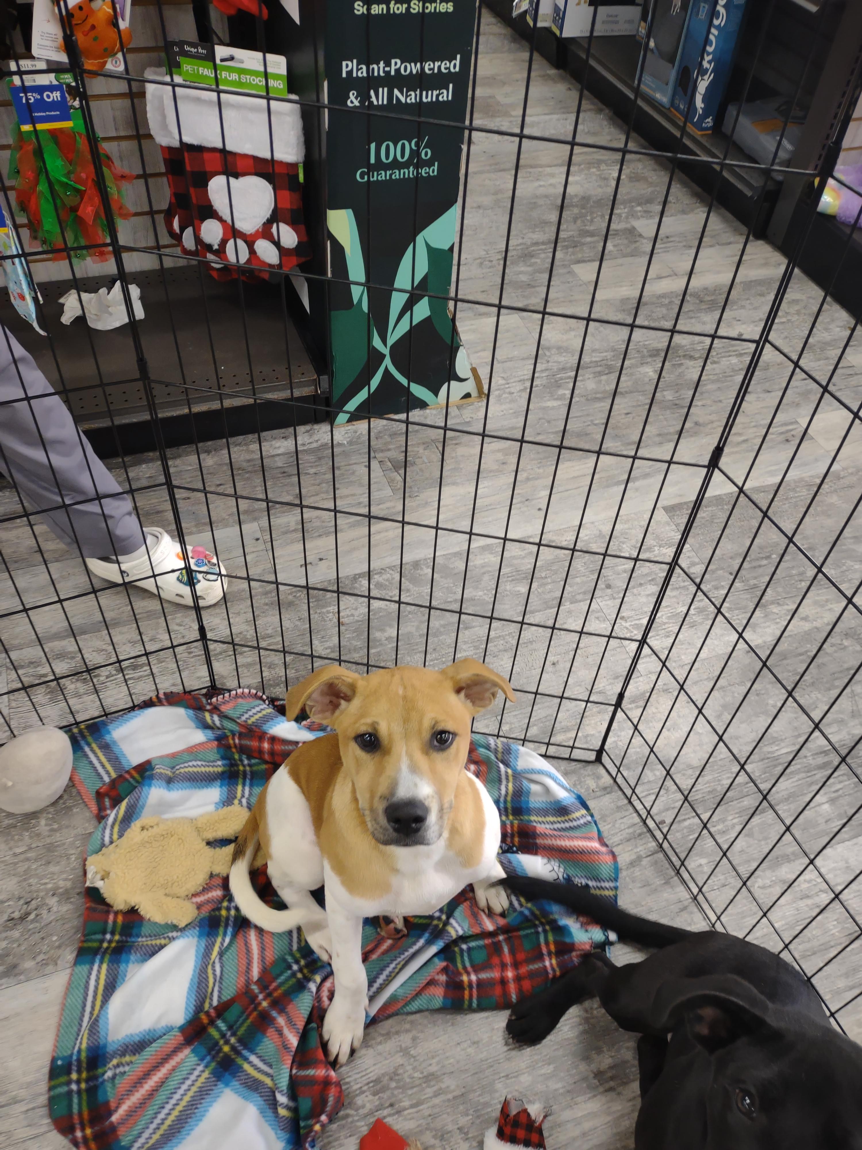Max, a Adoptable Beagle in Panama City, FL image 1/5