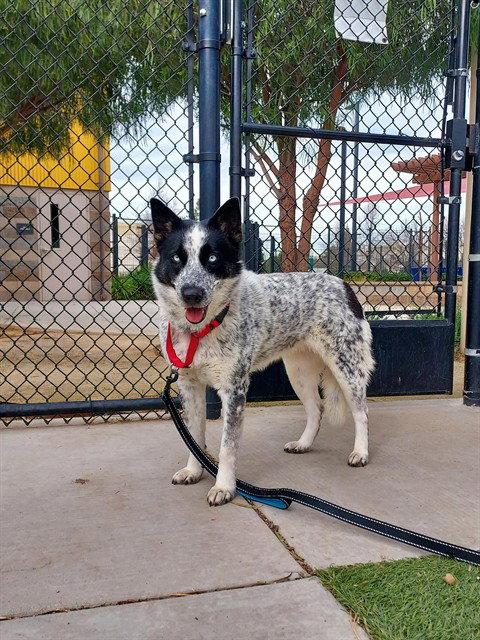 Enlarge Queso Crema, a Adopted Australian Cattle Dog / Blue Heeler in Elk Grove, CA image 1/1