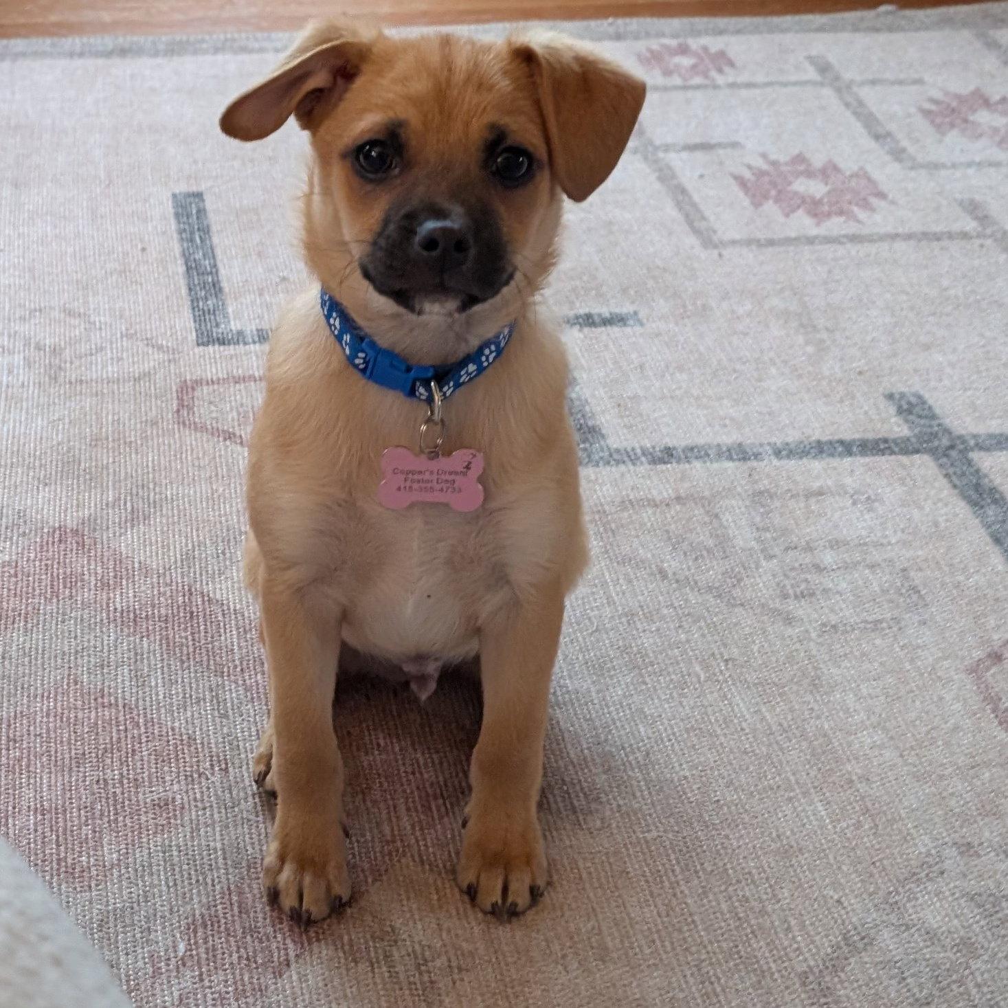 Pinto Bean, Adopted, Young Male Chihuahua & Pug.
