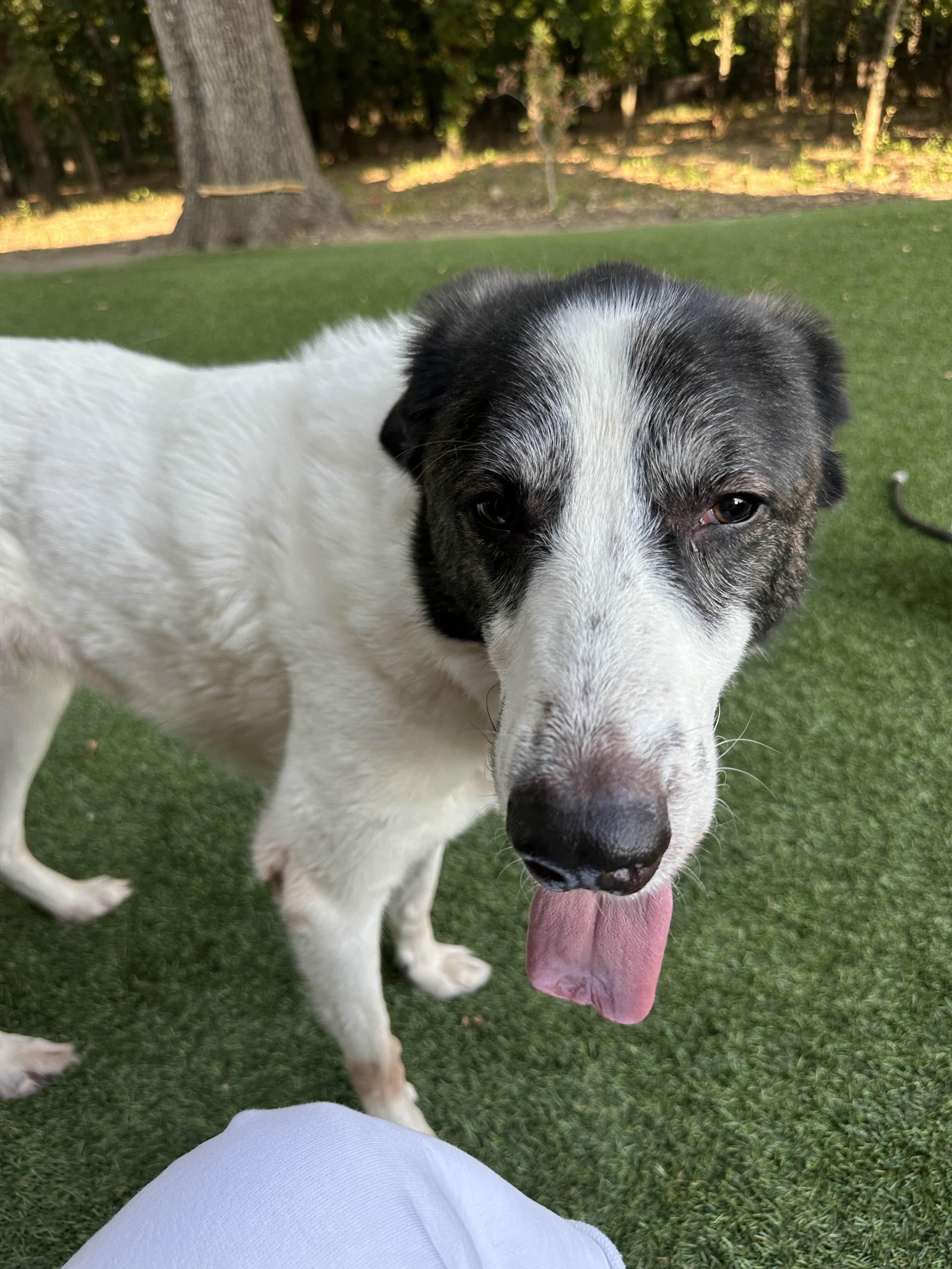 Ricky Ricardo DFW, Adoptable, Adult Male Great Pyrenees.