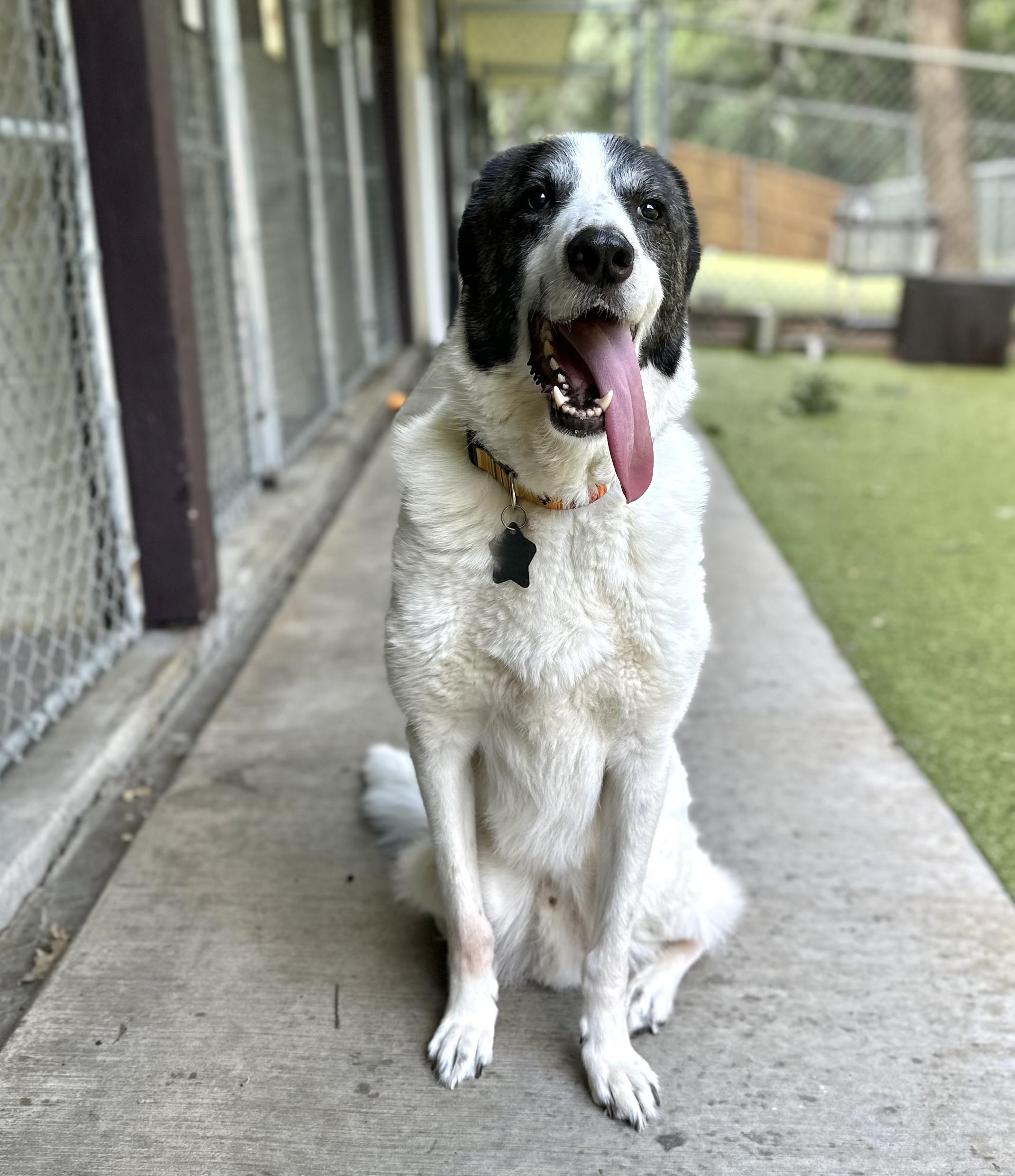 Ricky Ricardo DFW, Adoptable, Adult Male Great Pyrenees.