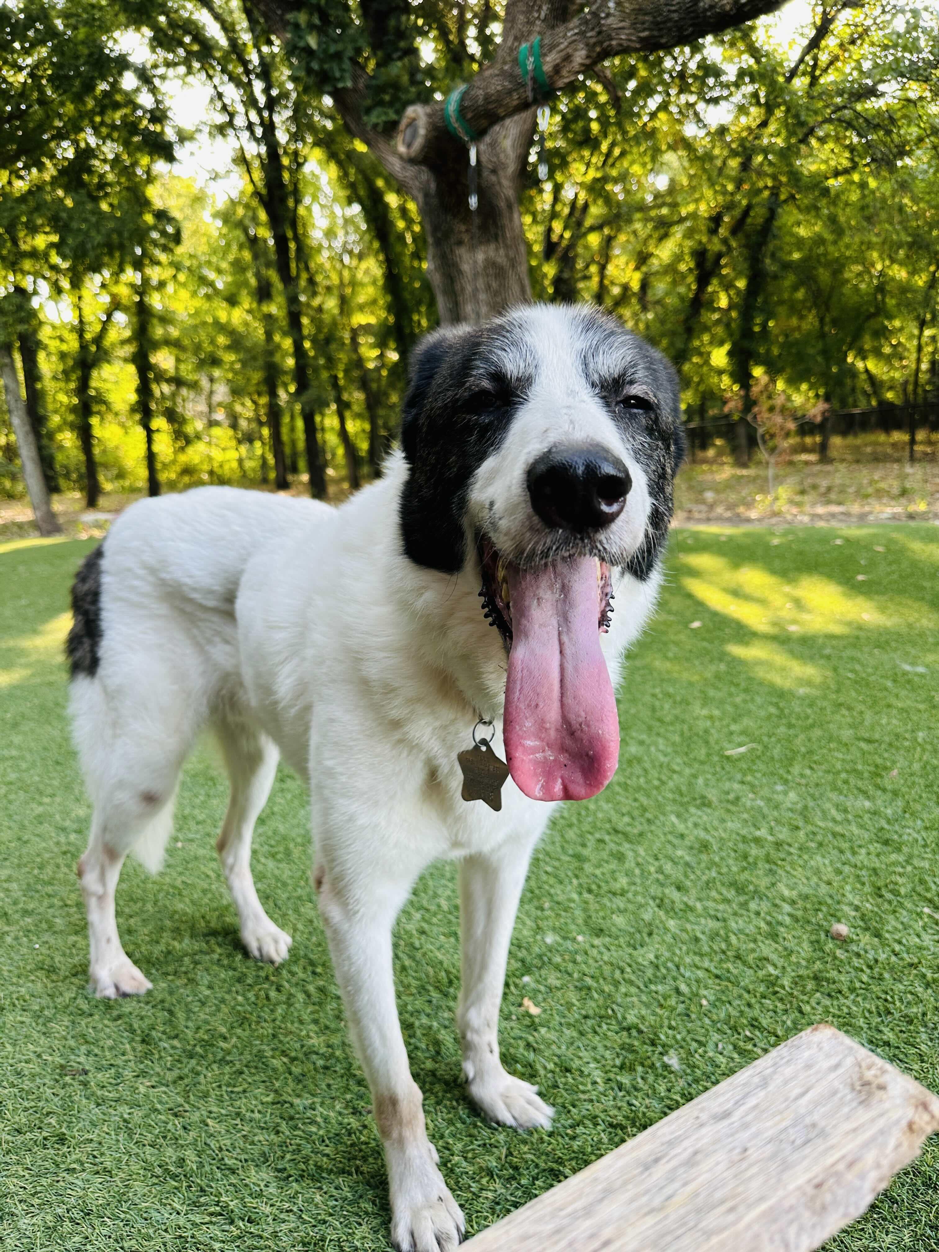 Enlarge Ricky Ricardo DFW, a Adoptable mixed breed in Saint Jo, TX image 3/6