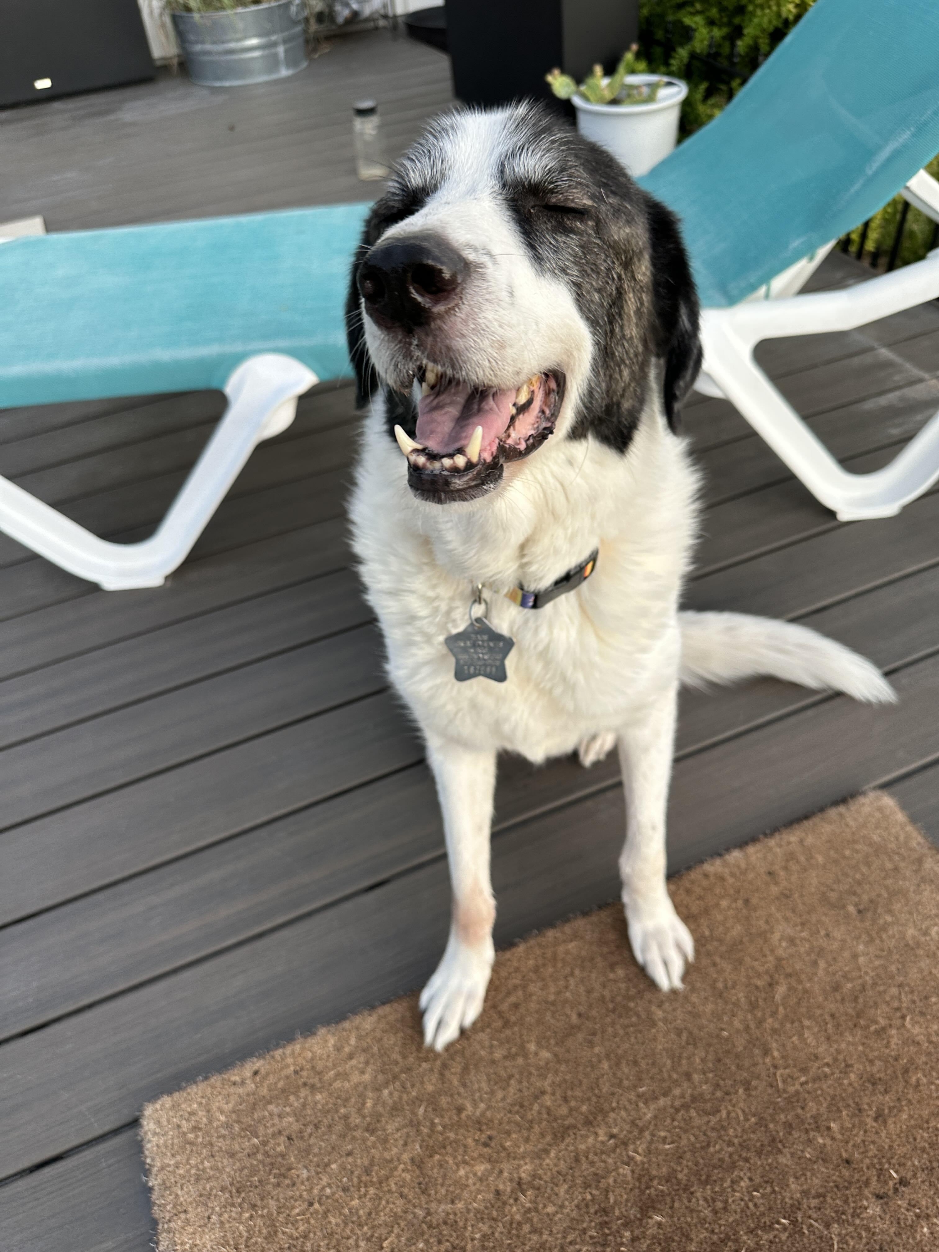 Enlarge Ricky Ricardo DFW, a Adoptable mixed breed in Saint Jo, TX image 1/6
