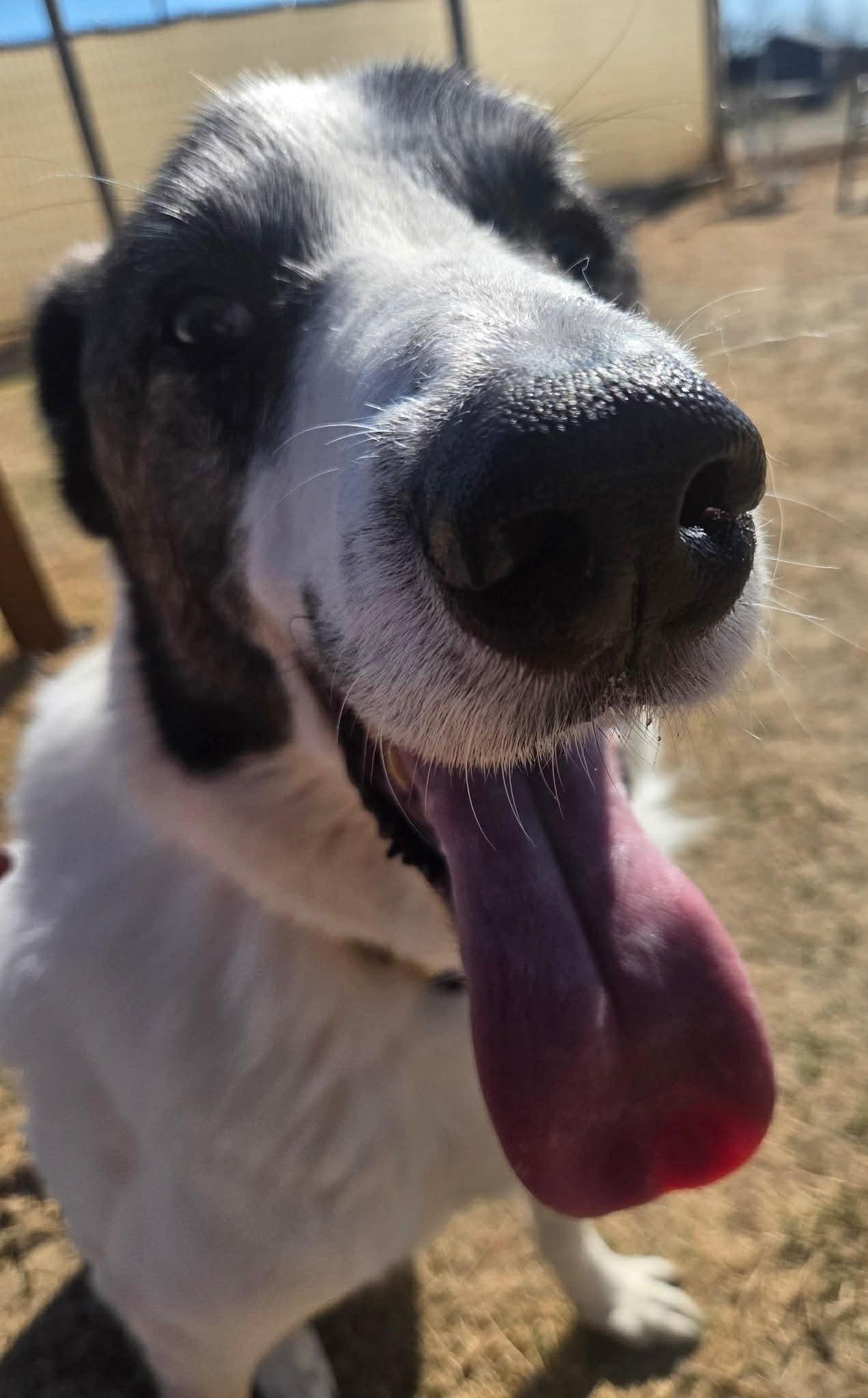 Ricky Ricardo DFW, Adoptable, Adult Male Great Pyrenees.