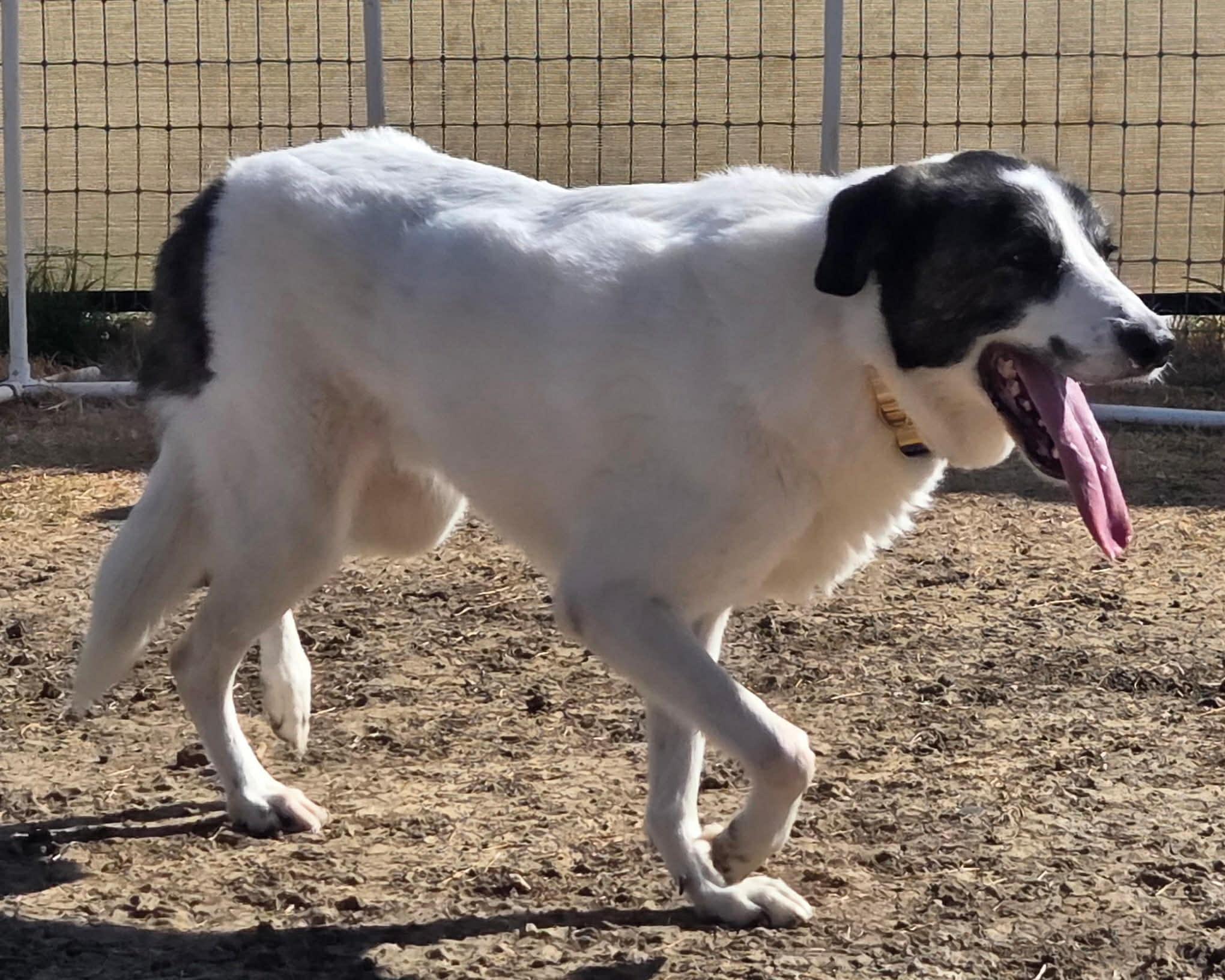 Enlarge Ricky Ricardo DFW, a Adoptable mixed breed in Quinlan, TX image 2/3