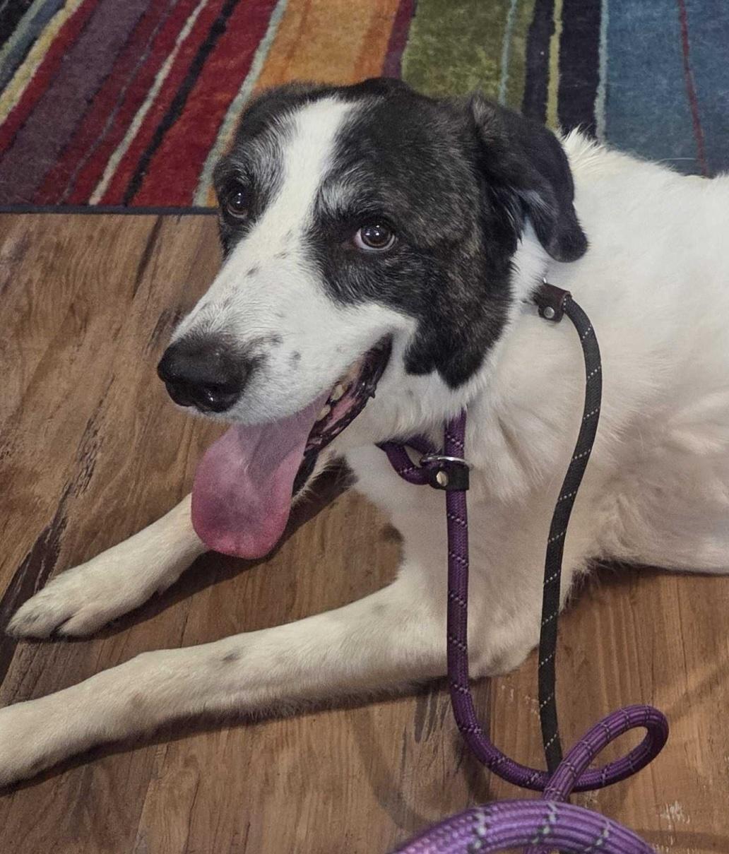 Enlarge Ricky Ricardo DFW, a Adoptable mixed breed in Quinlan, TX image 3/3