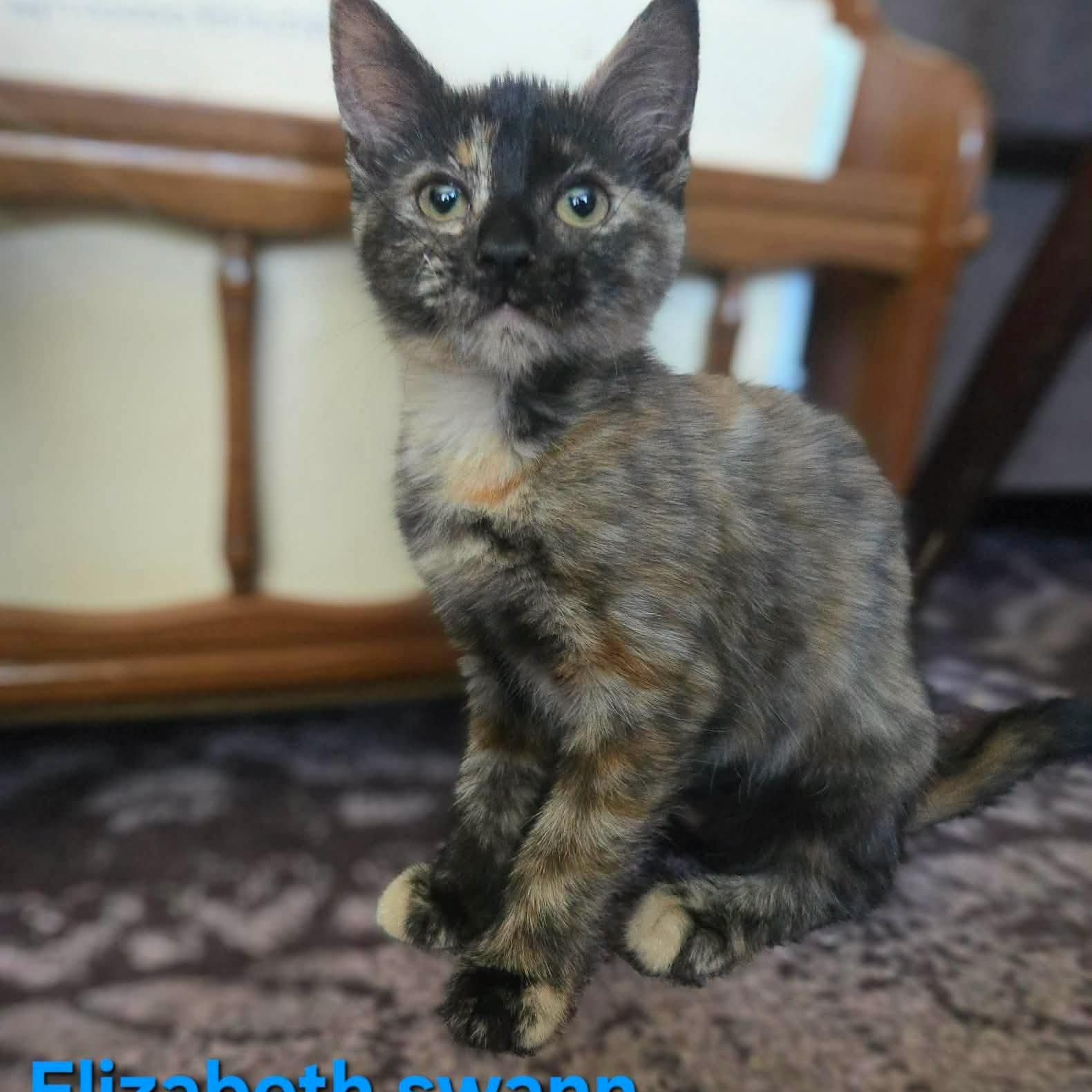 Elizabeth Swann, adopted, Kitten Female Domestic Short Hair.