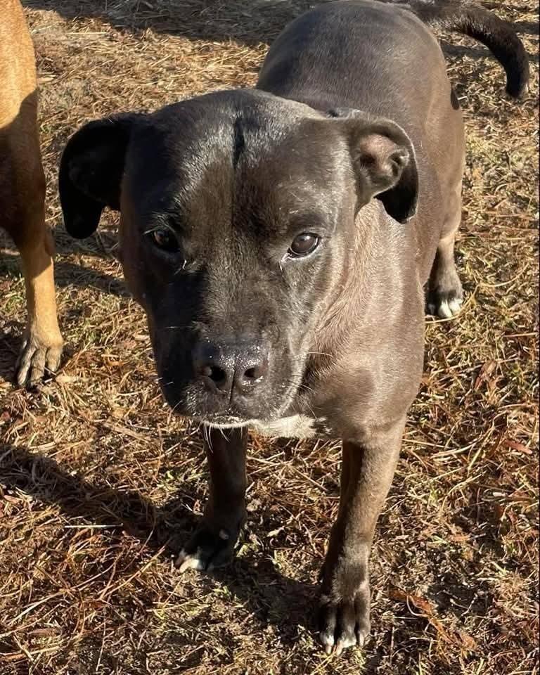 Maverick, Adoptable, Adult Male American Bulldog.