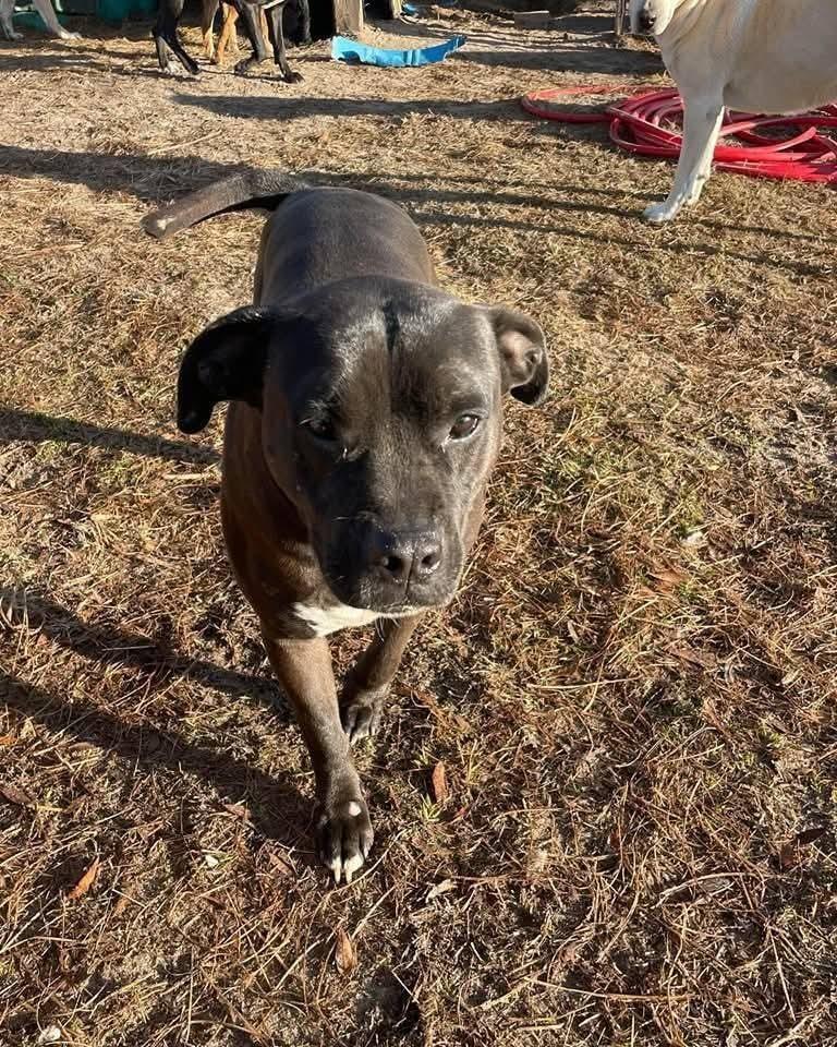 Maverick, a Adoptable mixed breed in Marianna, FL image 2/2