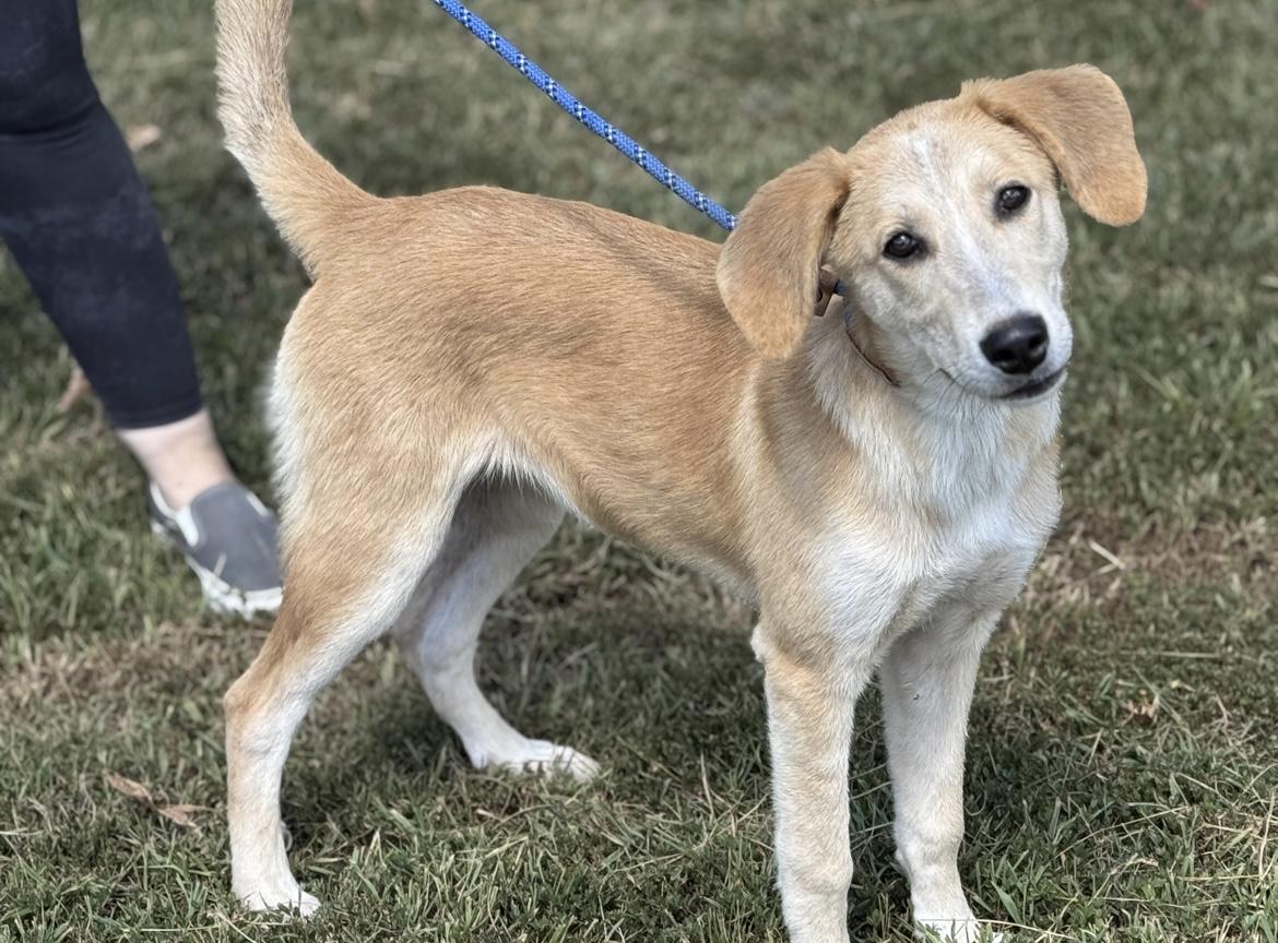 Sadie, a Adoptable mixed breed in Richmond, VA image 1/5