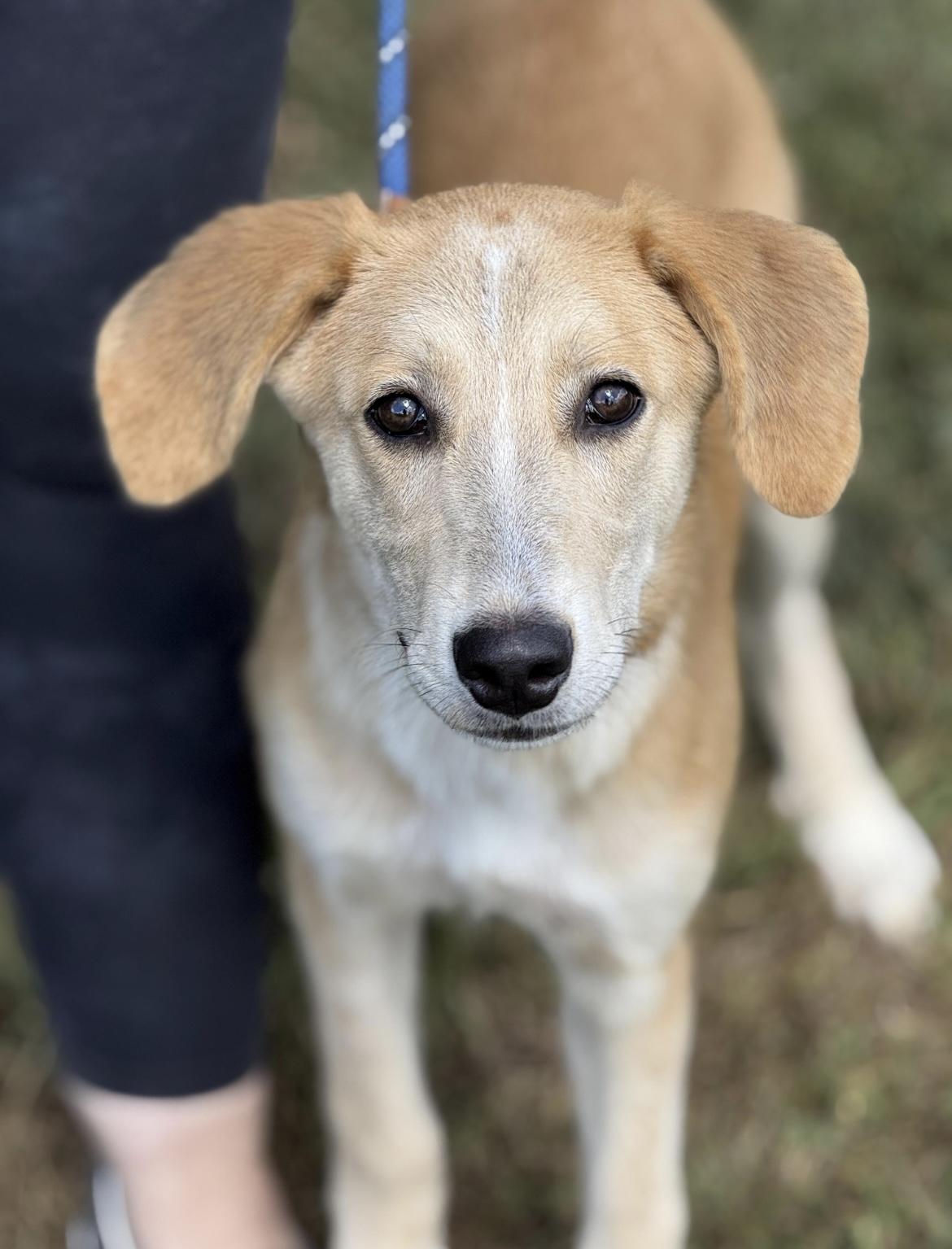Sadie, a Adoptable mixed breed in Richmond, VA image 2/5