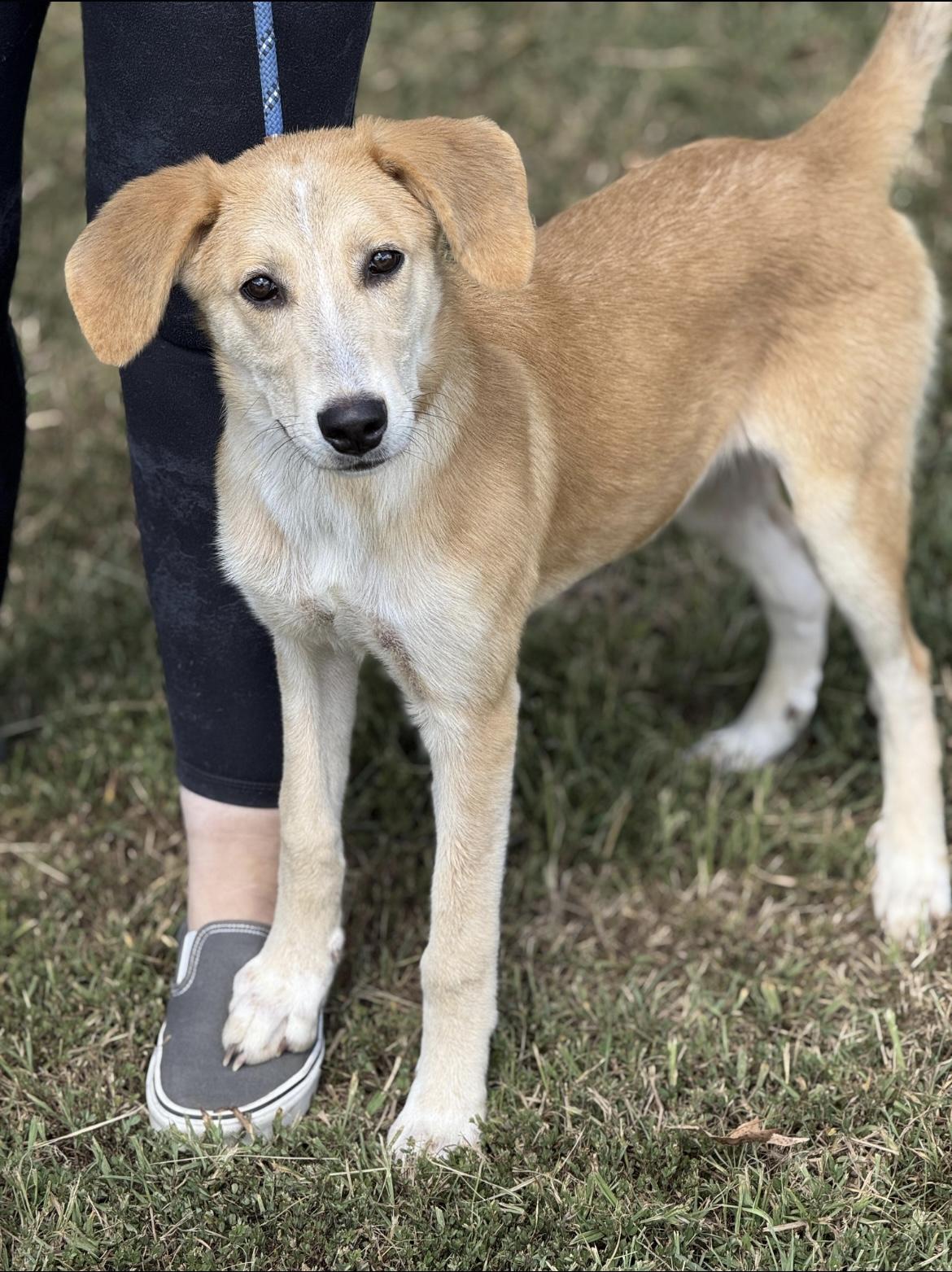 Sadie, a Adoptable mixed breed in Richmond, VA image 3/5