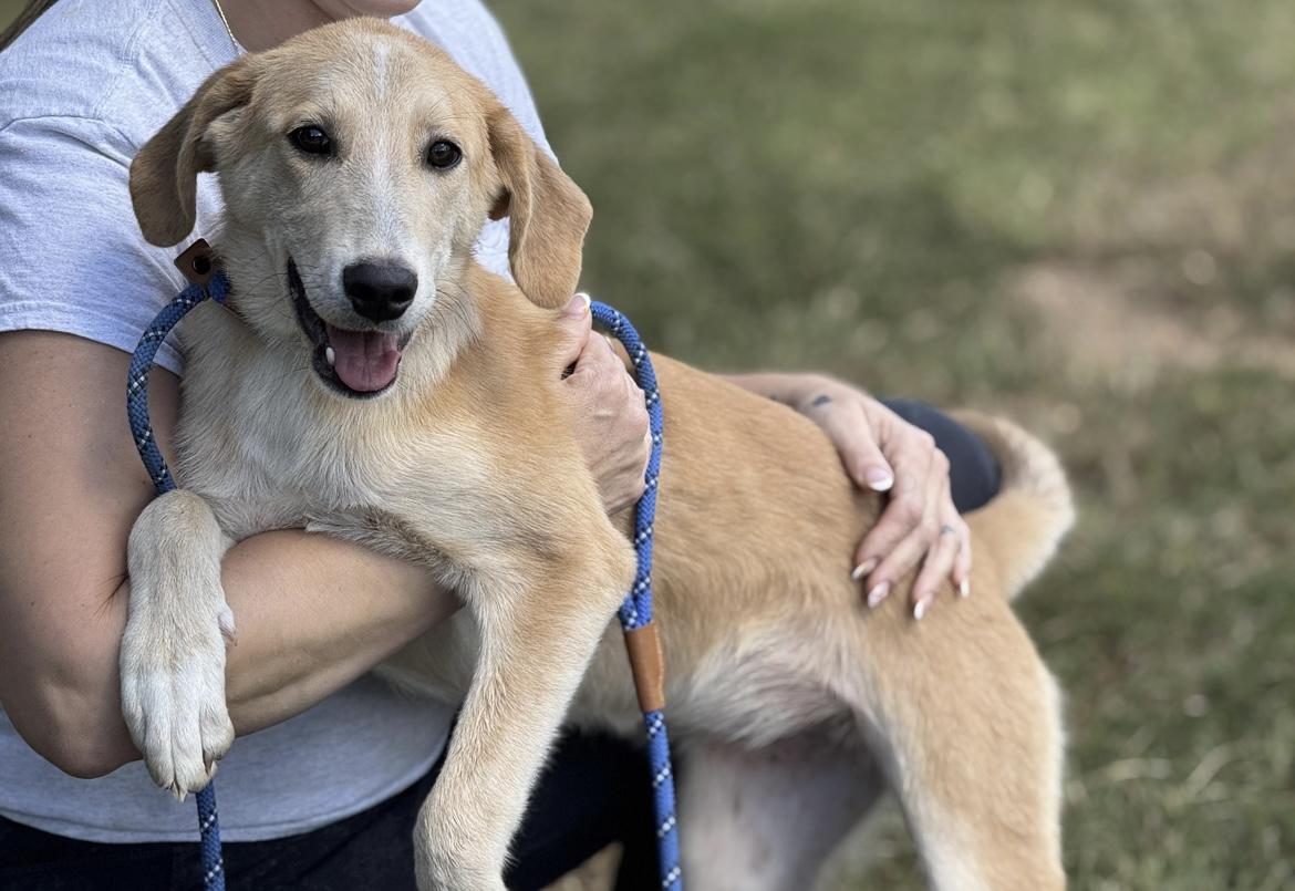 Sadie, a Adoptable mixed breed in Richmond, VA image 4/5